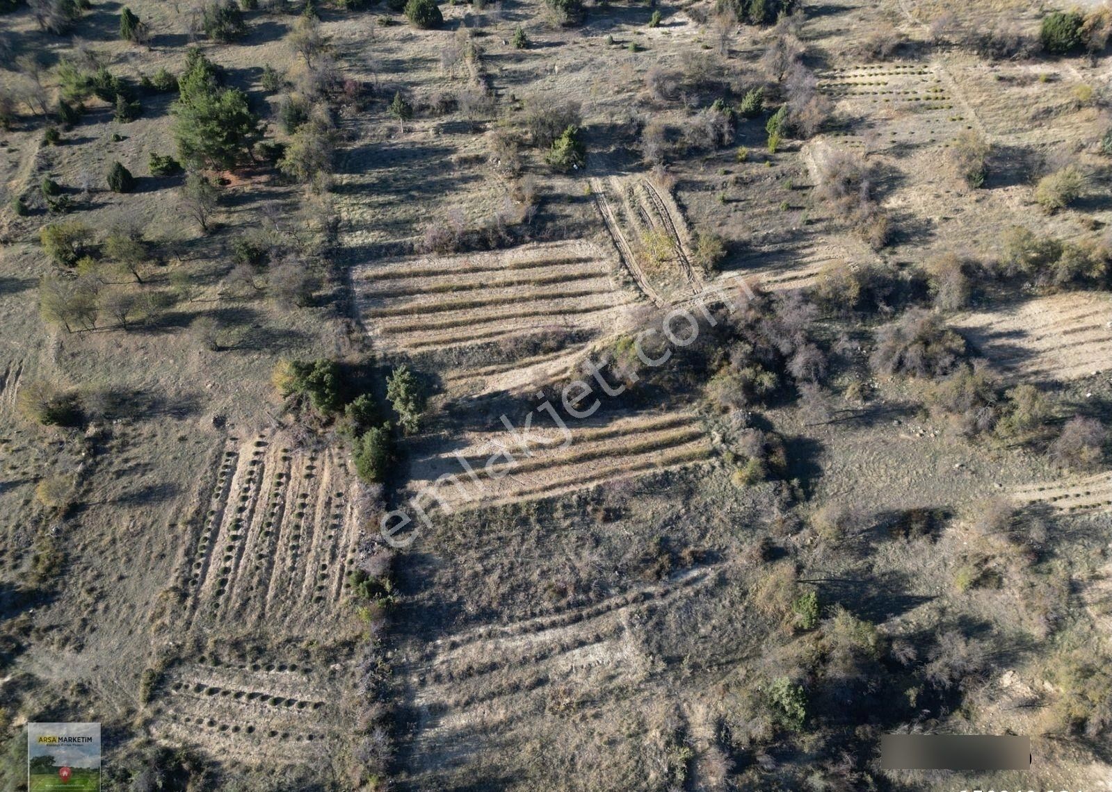 Afyon Dazkırında Hazır Ekili Gül Bahçesi 2.046 M2 - Görsel 4