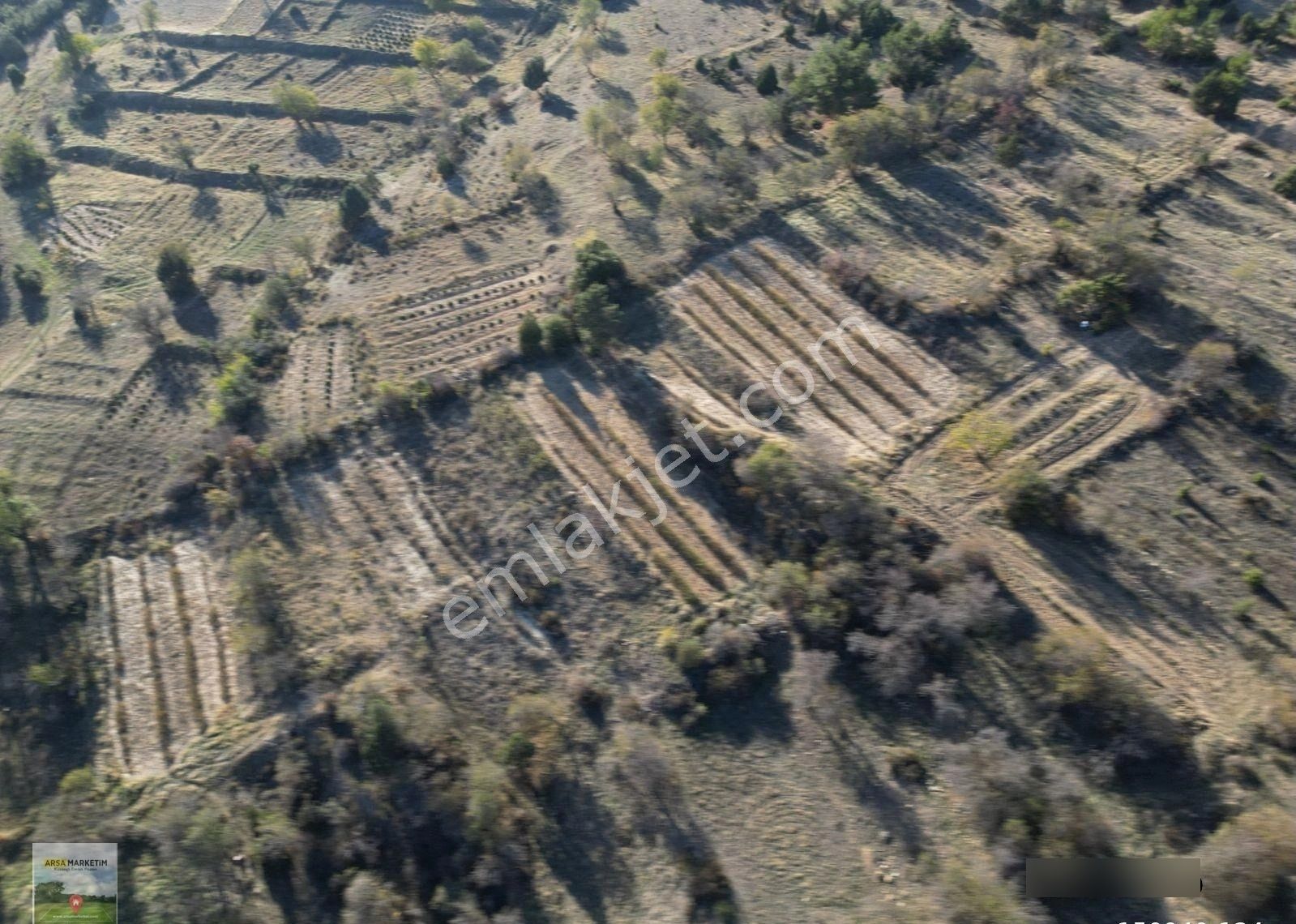 Afyon Dazkırında Hazır Ekili Gül Bahçesi 2.046 M2 - Görsel 13