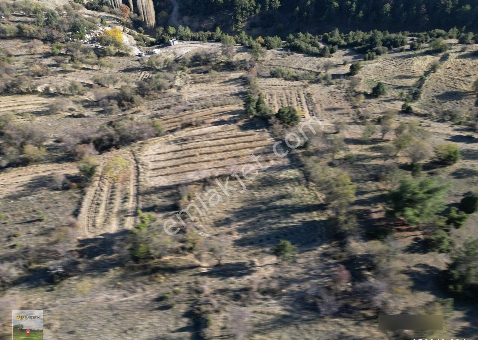 Afyon Dazkırında Hazır Ekili Gül Bahçesi 2.046 M2 - Görsel 23