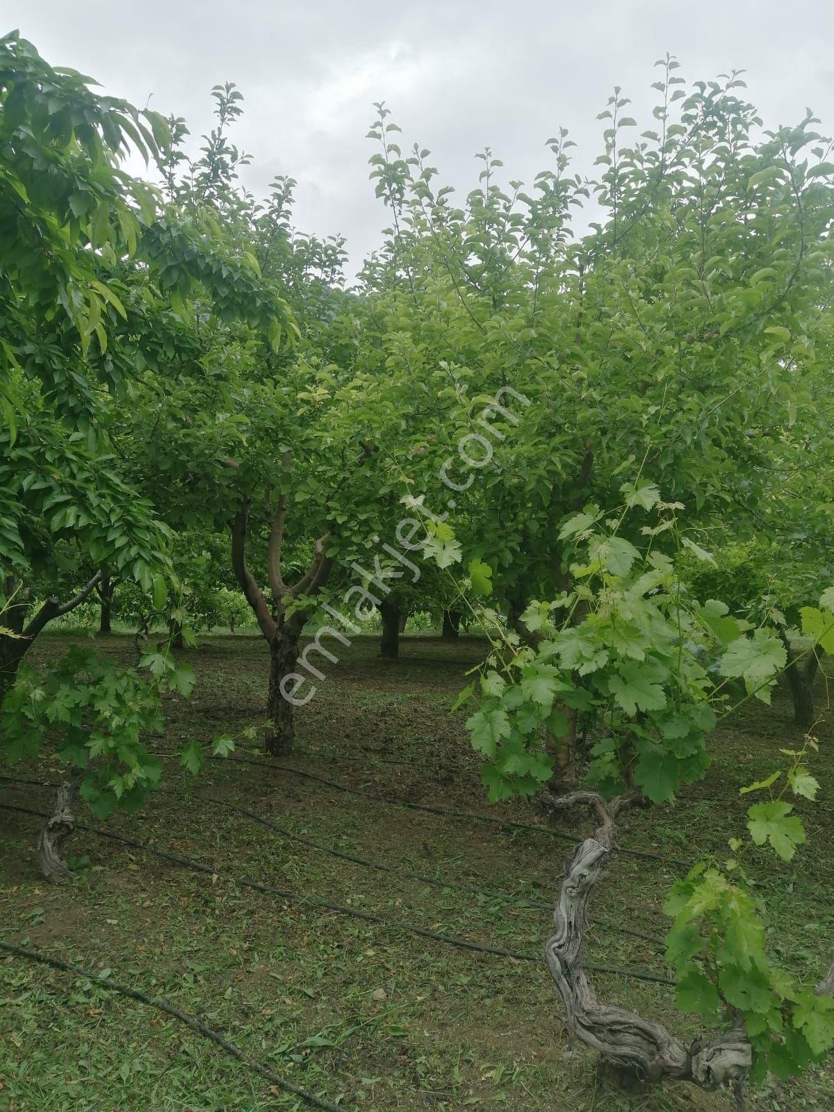Niğde Ulukişla Koçak Li Da Satilik Bahçe Ve Bağ - Görsel 9