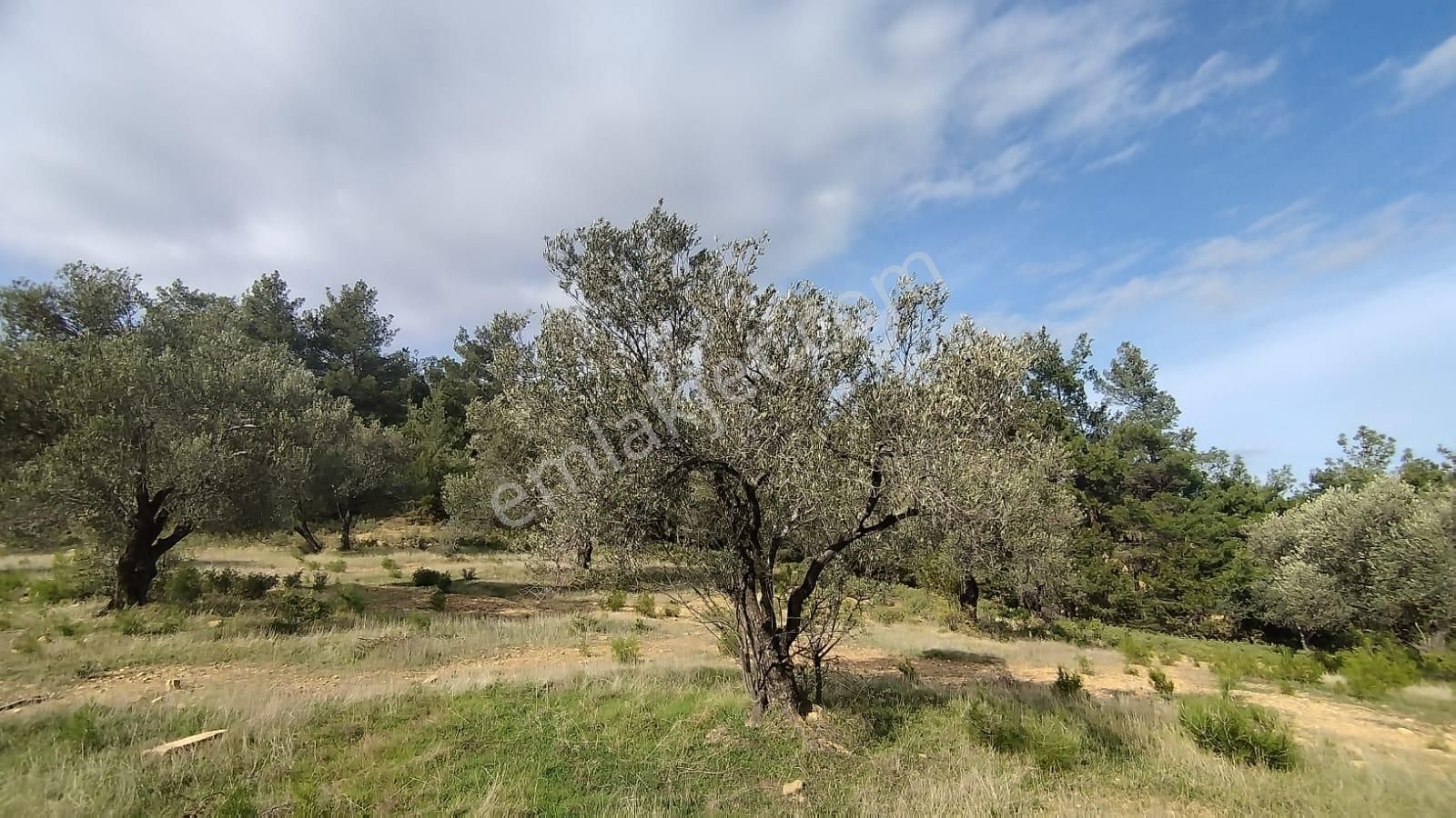 Burhaniye Ağacık Mahallesinde Satılık 23.312 M2 Zeytinlik - Görsel 5