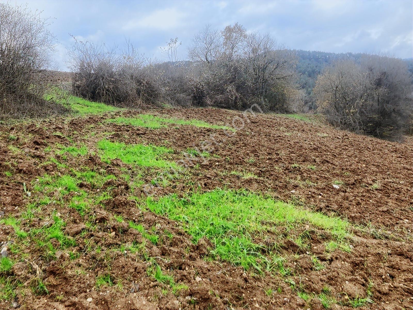 Bolu Göynük'te 6278m2 Manzaralı Kaçmaz Fırsat - Görsel 26