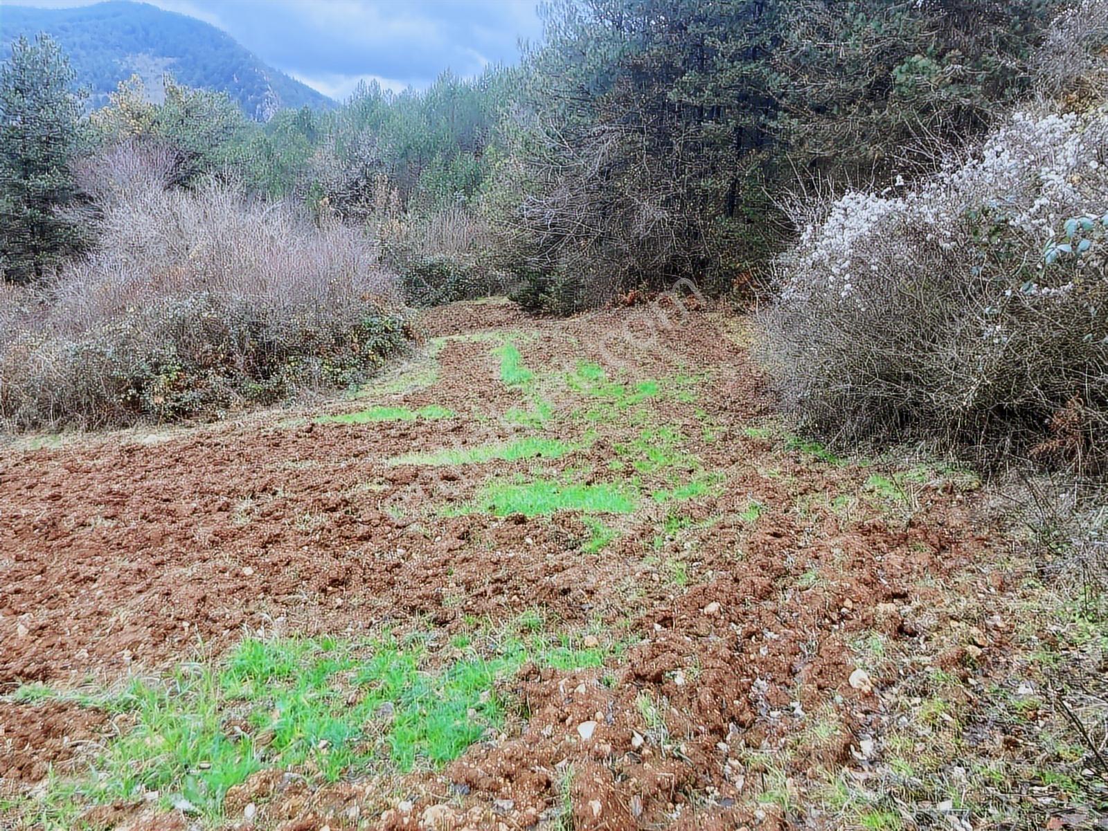 Bolu Göynük'te 6278m2 Manzaralı Kaçmaz Fırsat - Görsel 10