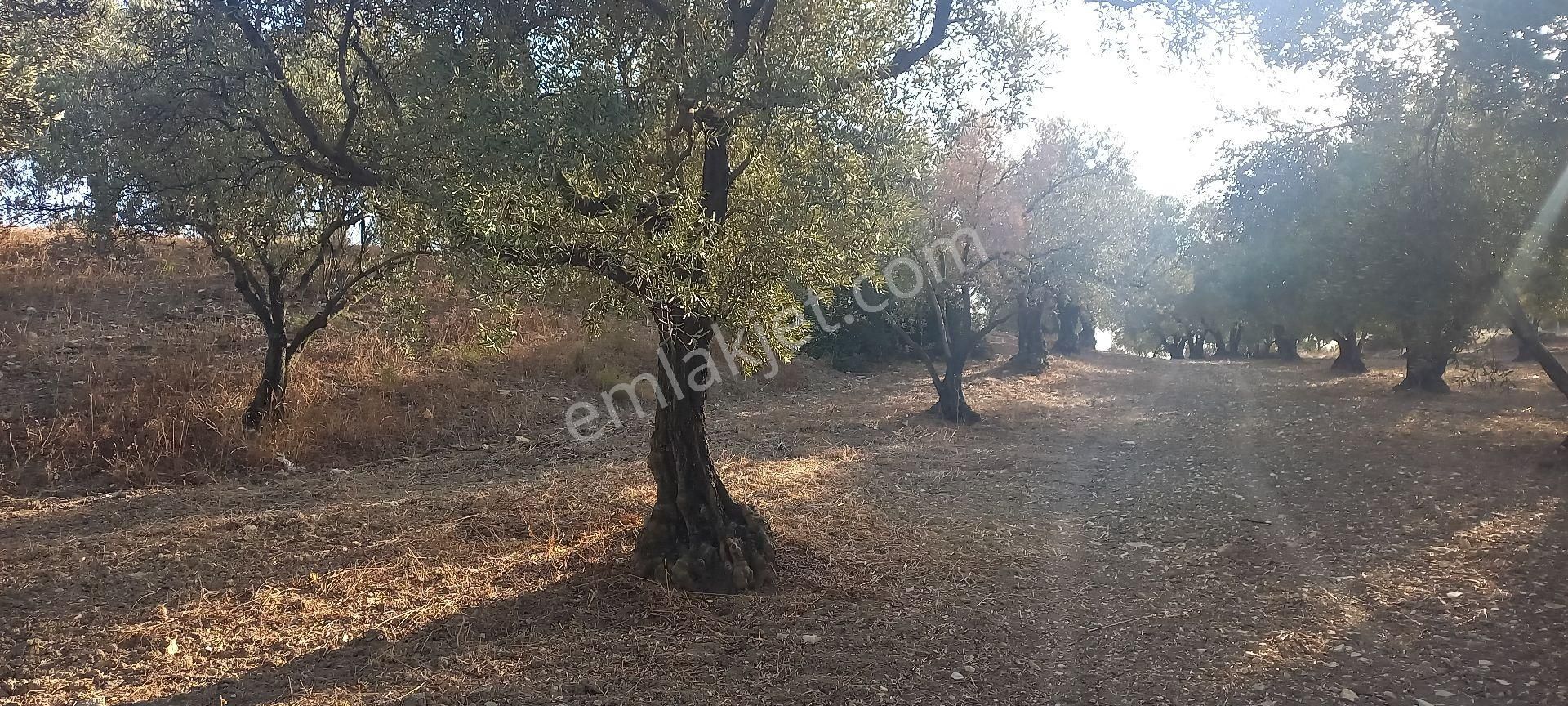 Foça Gerenköy Müstakil Tapulu Kendi Yolu Olan Zeytinlik - Görsel 6