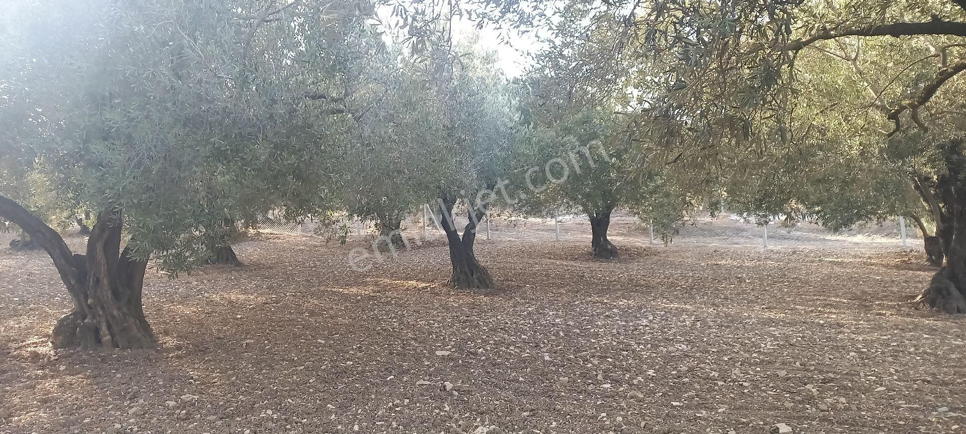 Foça Gerenköy Müstakil Tapulu Kendi Yolu Olan Zeytinlik - Görsel 8