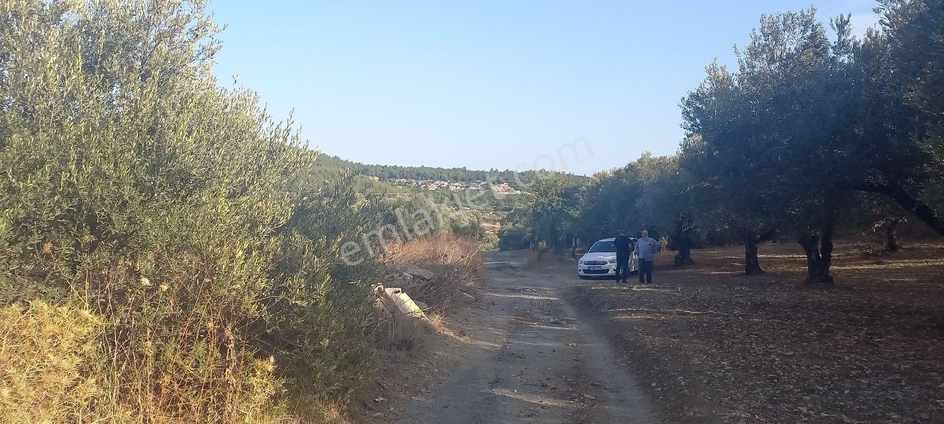Foça Gerenköy Müstakil Tapulu Kendi Yolu Olan Zeytinlik - Görsel 10