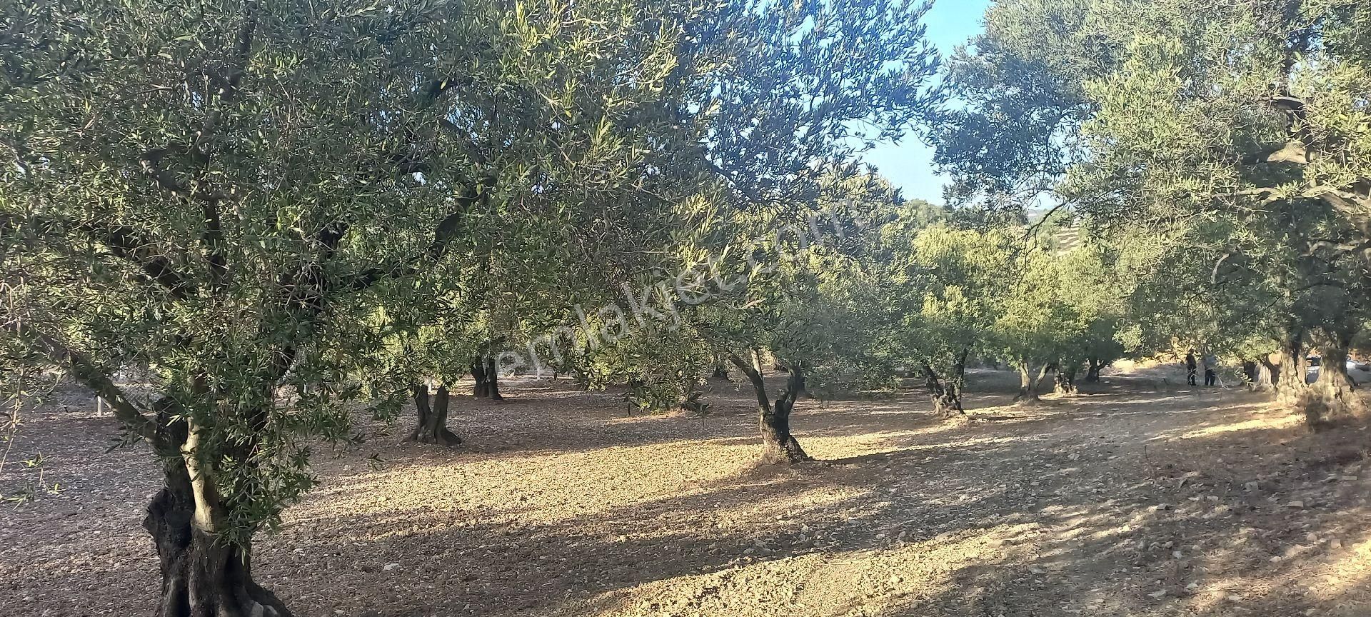 Foça Gerenköy Müstakil Tapulu Kendi Yolu Olan Zeytinlik