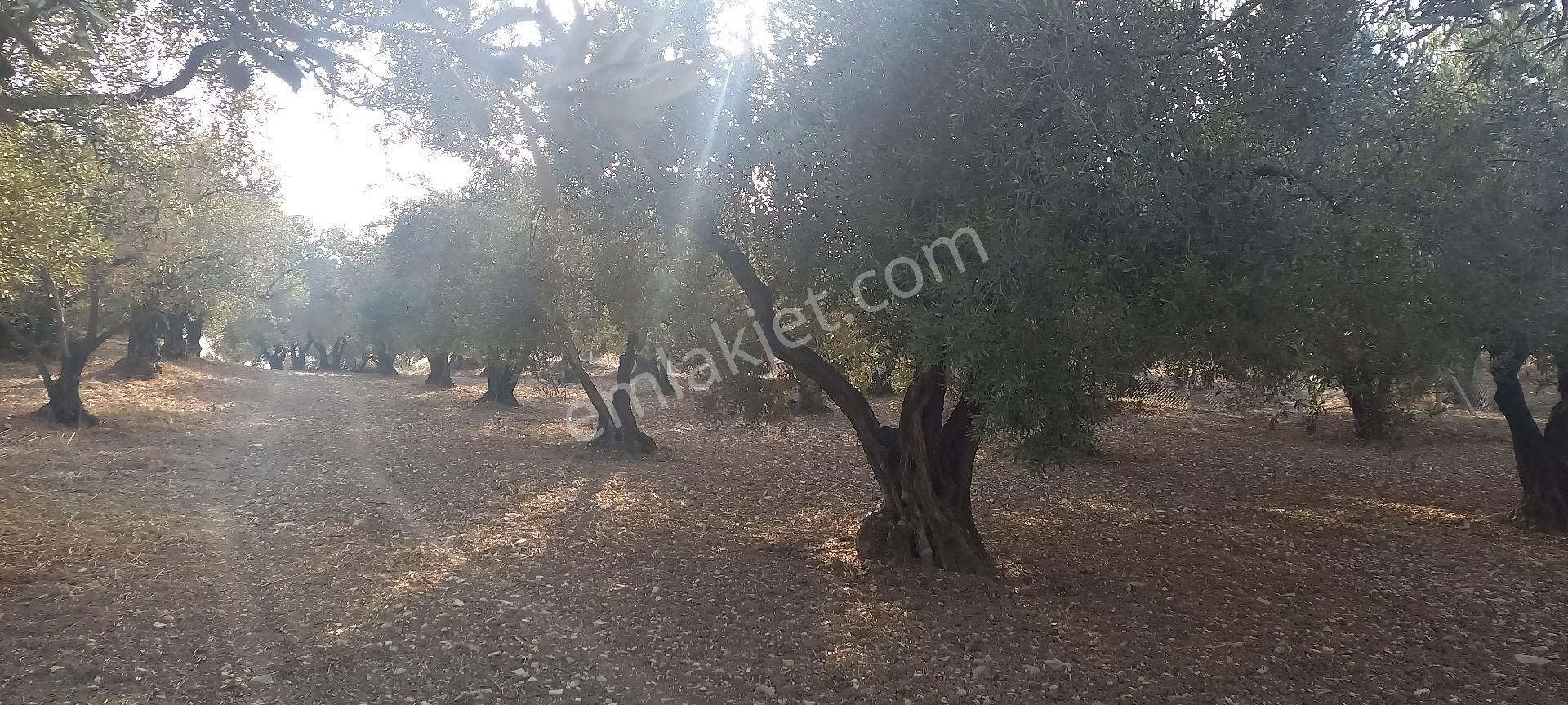 Foça Gerenköy Müstakil Tapulu Kendi Yolu Olan Zeytinlik - Görsel 7