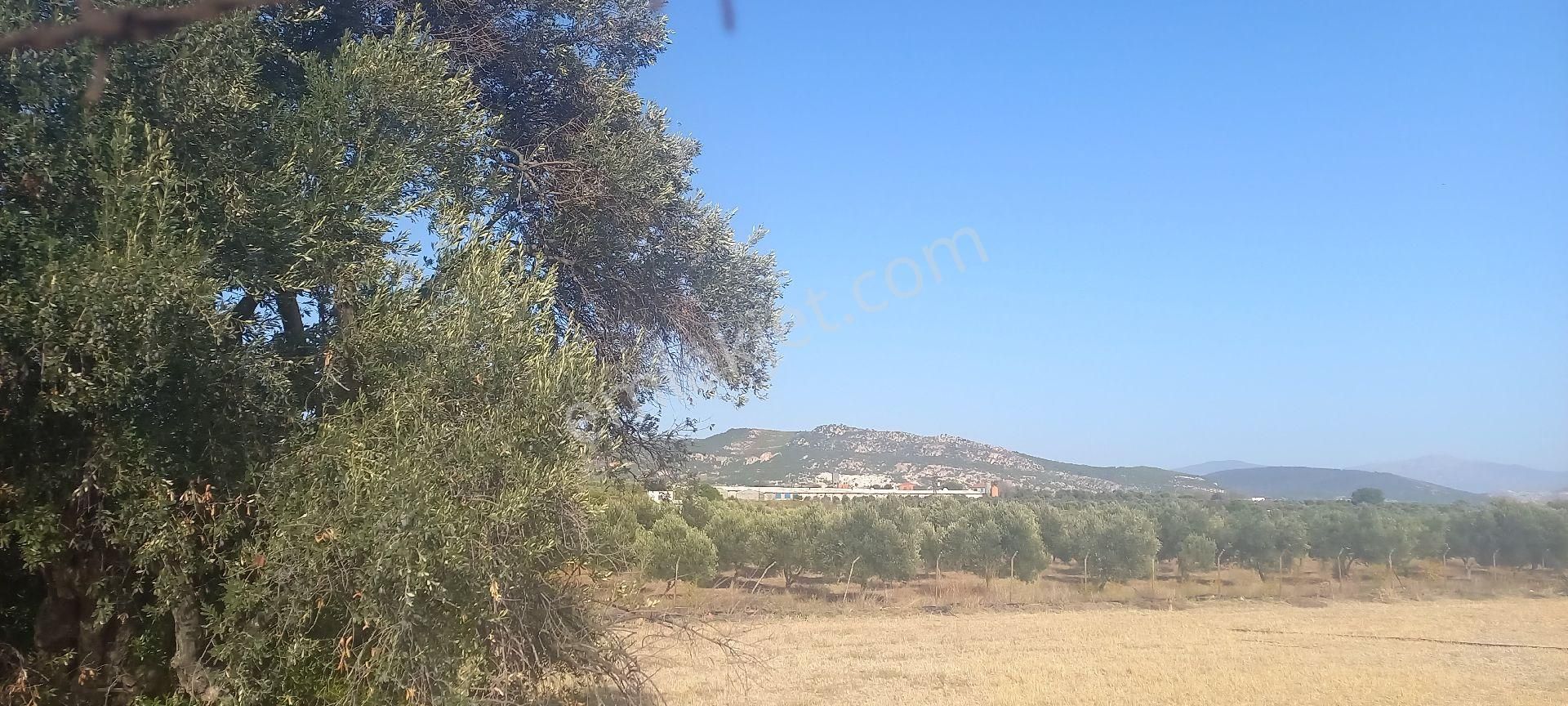 Foça Gerenköy Müstakil Tapulu Kendi Yolu Olan Zeytinlik - Görsel 17