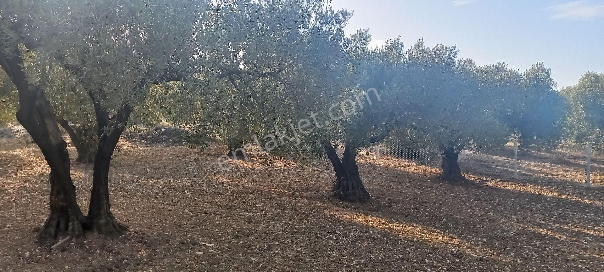 Foça Gerenköy Müstakil Tapulu Kendi Yolu Olan Zeytinlik - Görsel 4