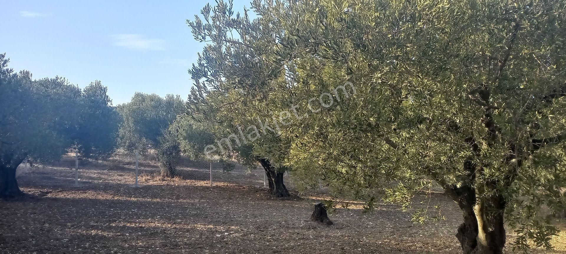 Foça Gerenköy Müstakil Tapulu Kendi Yolu Olan Zeytinlik - Görsel 3