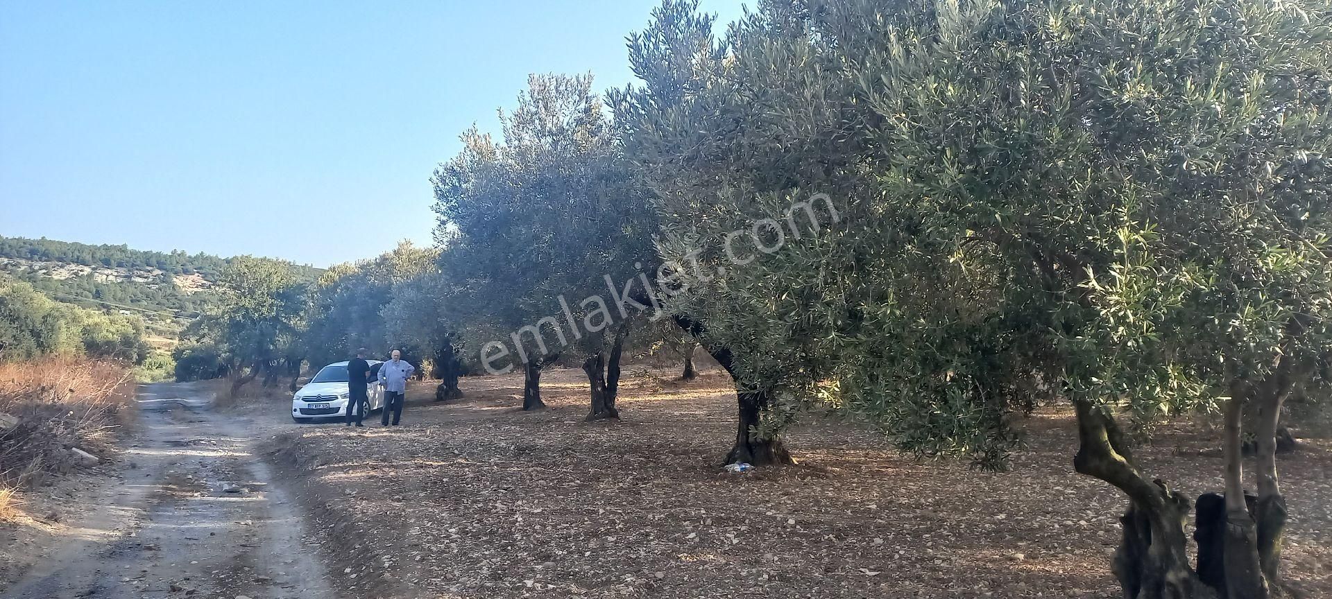 Foça Gerenköy Müstakil Tapulu Kendi Yolu Olan Zeytinlik - Görsel 11