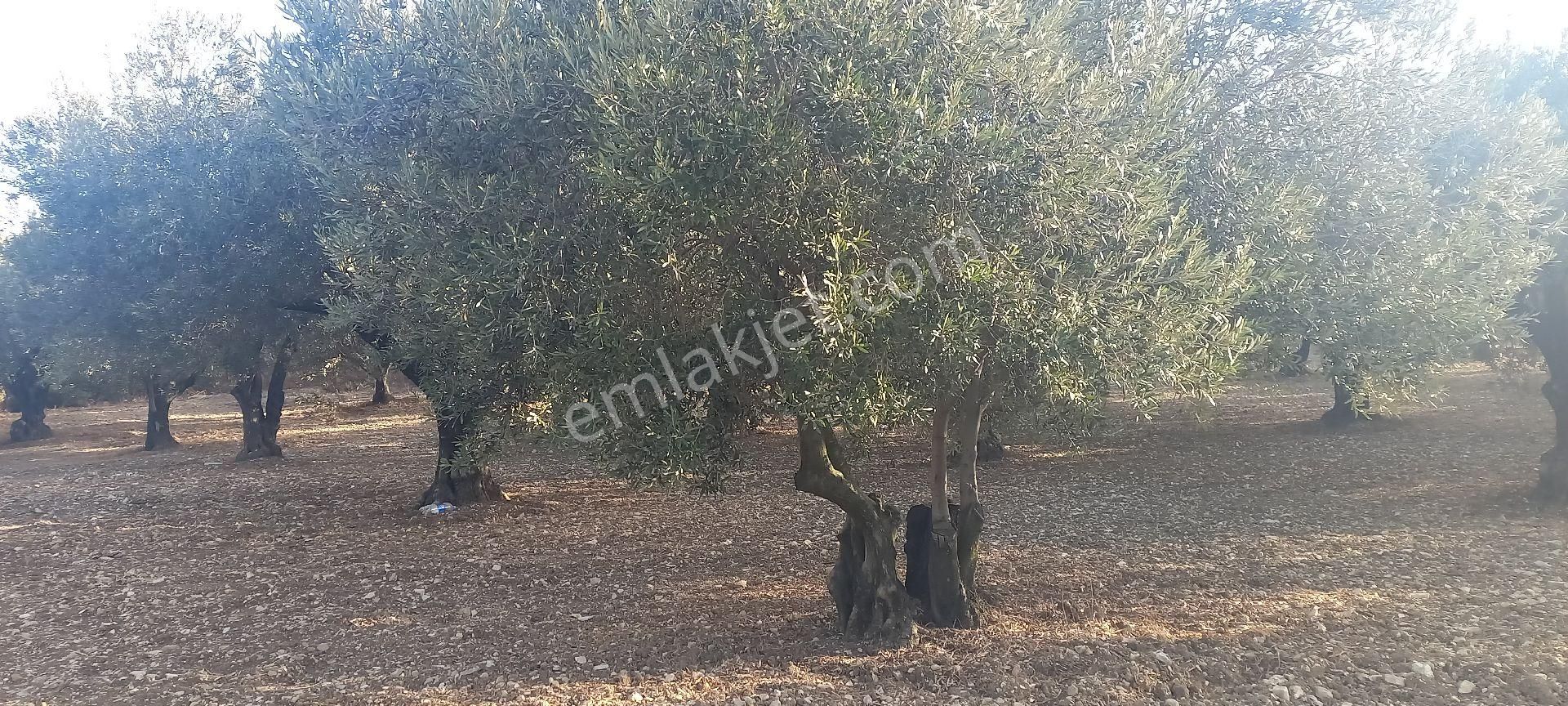 Foça Gerenköy Müstakil Tapulu Kendi Yolu Olan Zeytinlik - Görsel 12