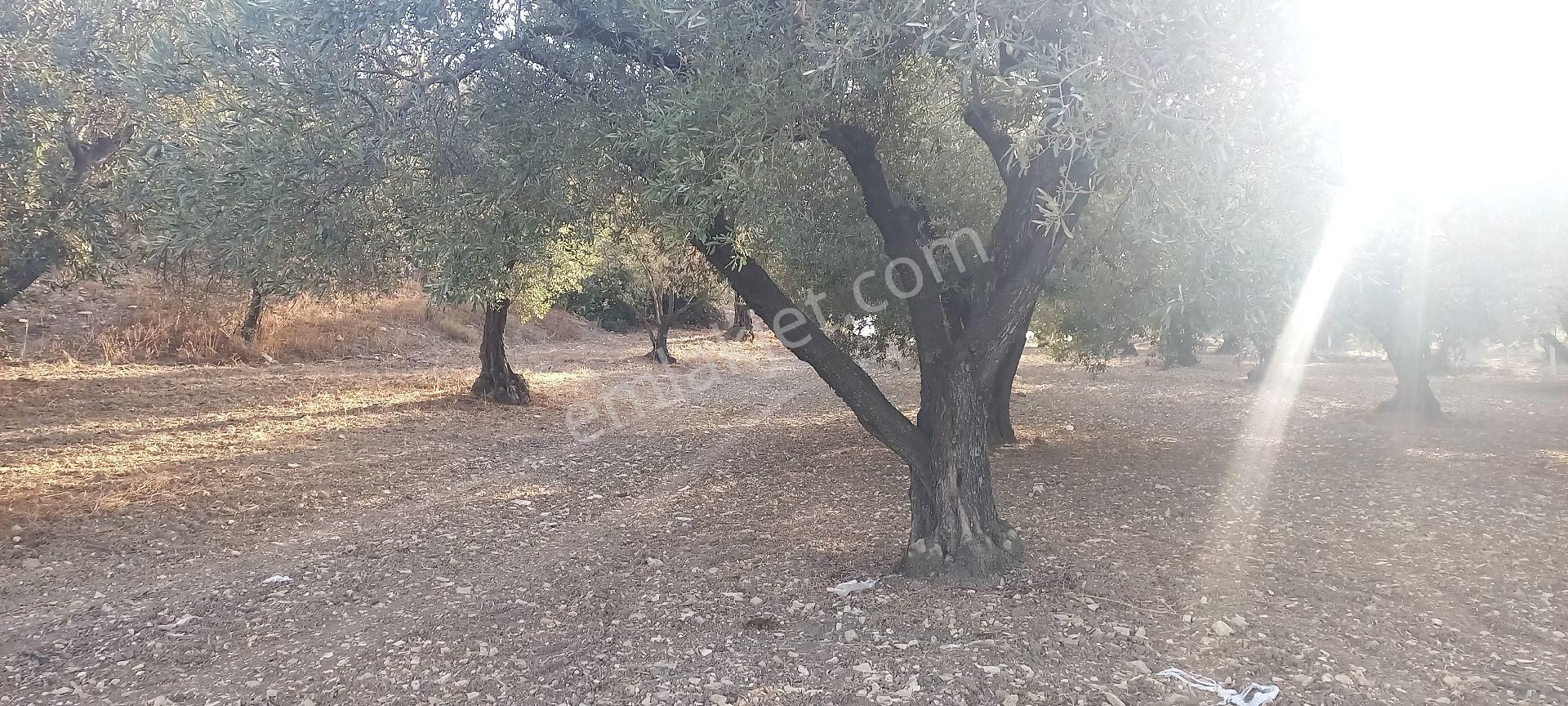 Foça Gerenköy Müstakil Tapulu Kendi Yolu Olan Zeytinlik - Görsel 15