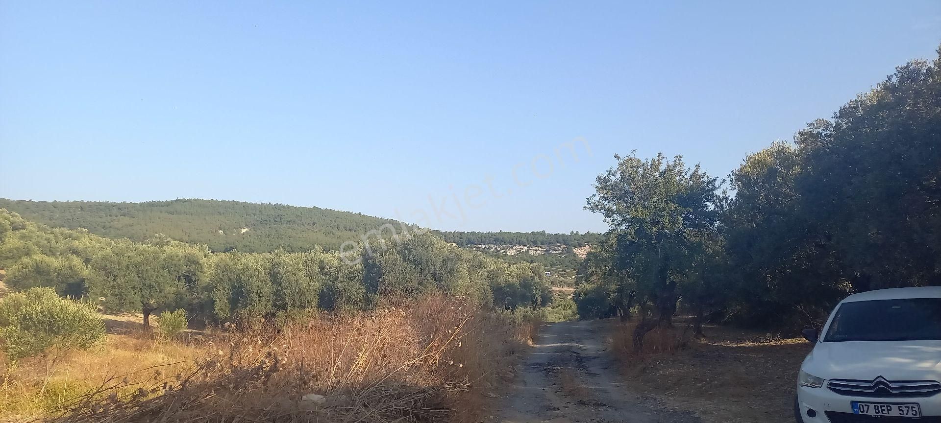 Foça Gerenköy Müstakil Tapulu Kendi Yolu Olan Zeytinlik - Görsel 9