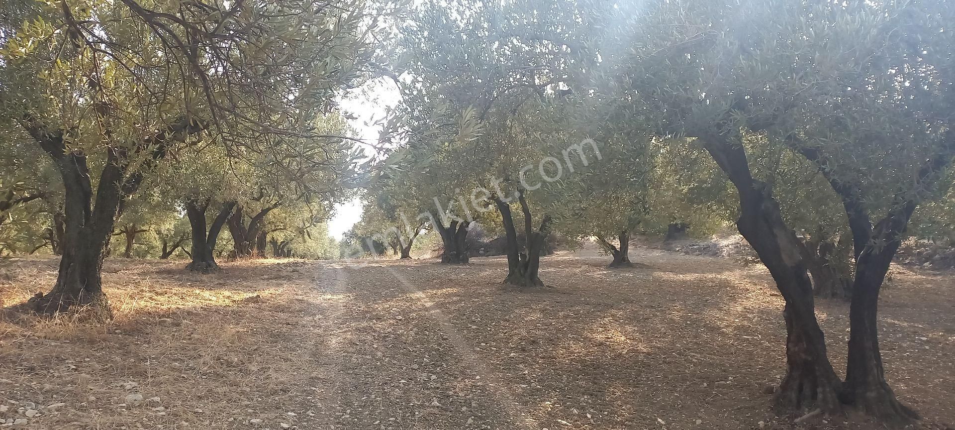 Foça Gerenköy Müstakil Tapulu Kendi Yolu Olan Zeytinlik - Görsel 5