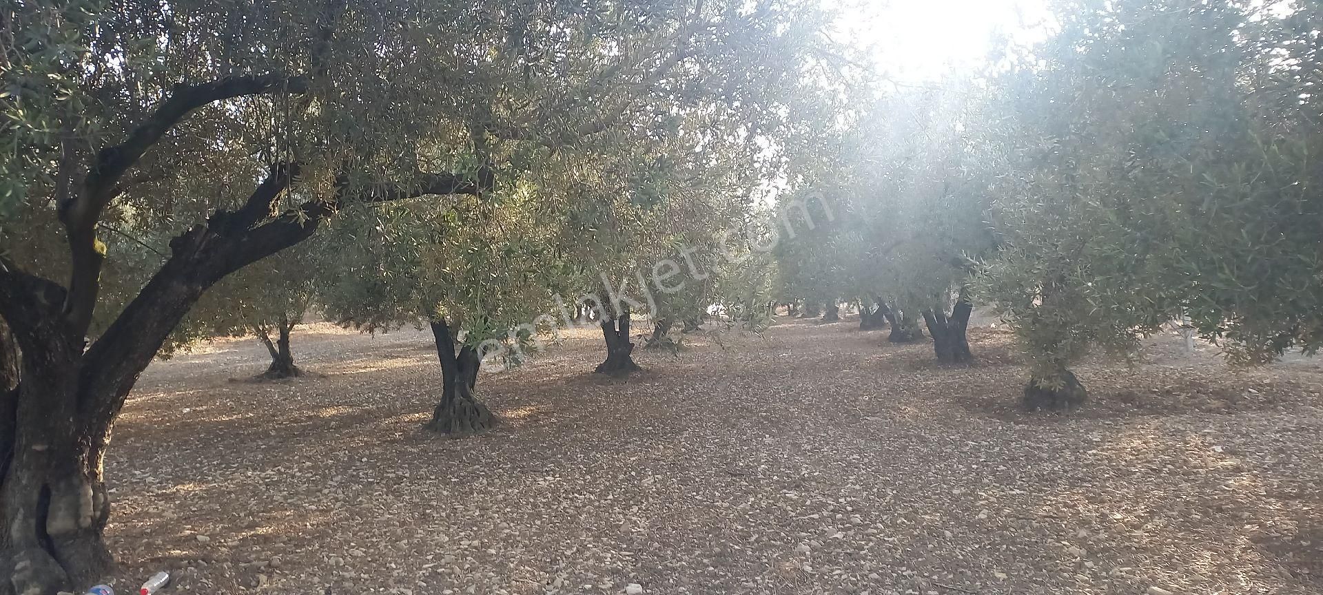 Foça Gerenköy Müstakil Tapulu Kendi Yolu Olan Zeytinlik - Görsel 13