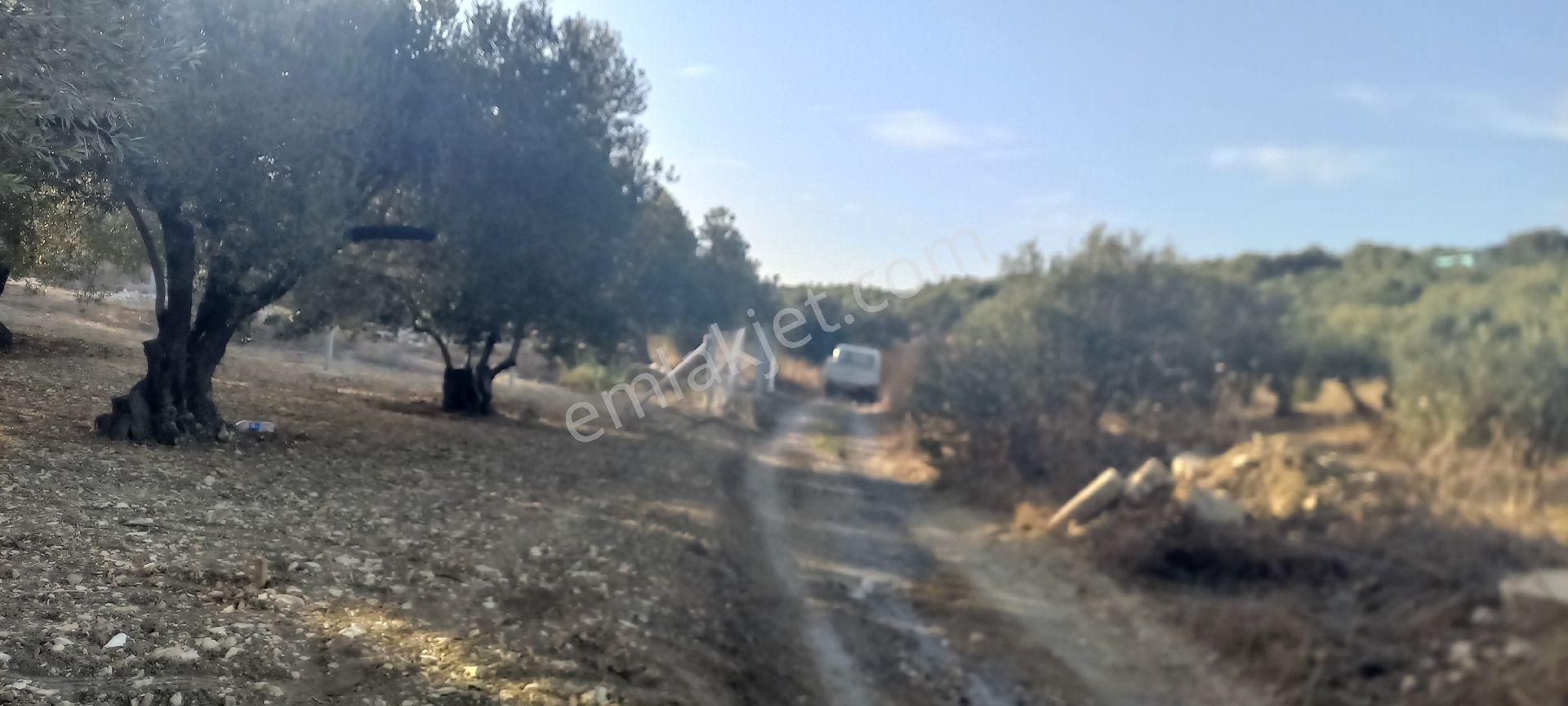 Foça Gerenköy Müstakil Tapulu Kendi Yolu Olan Zeytinlik - Görsel 16