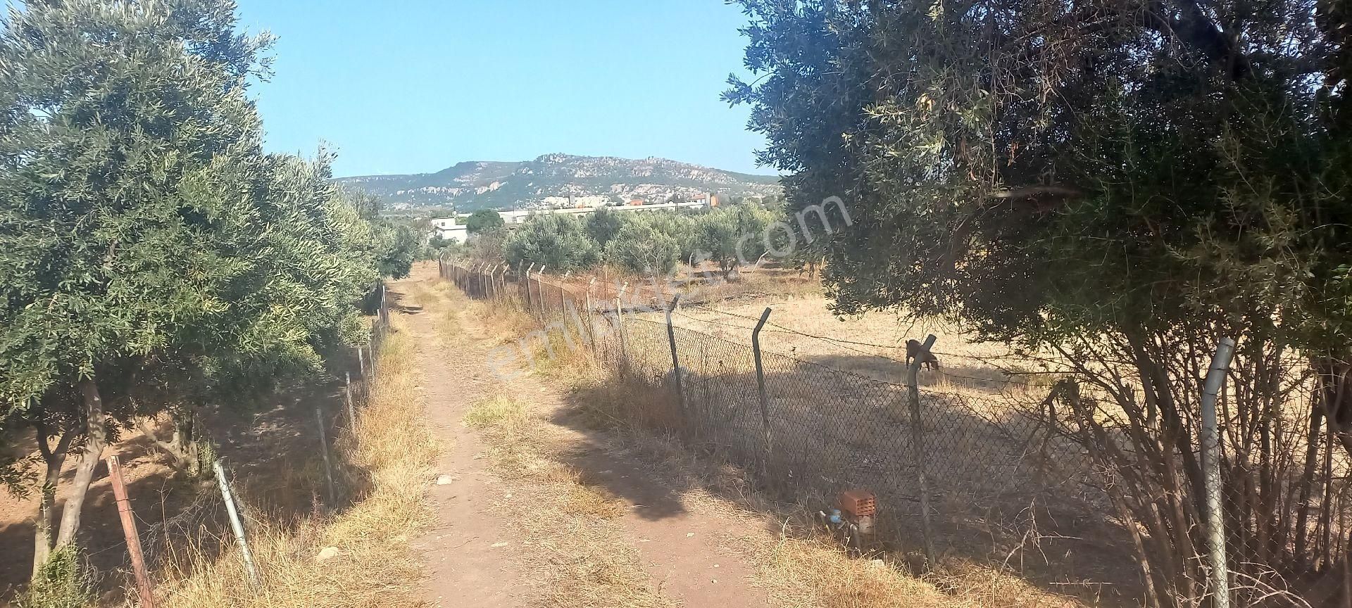 Foça Gerenköy Müstakil Tapulu Kendi Yolu Olan Zeytinlik - Görsel 20