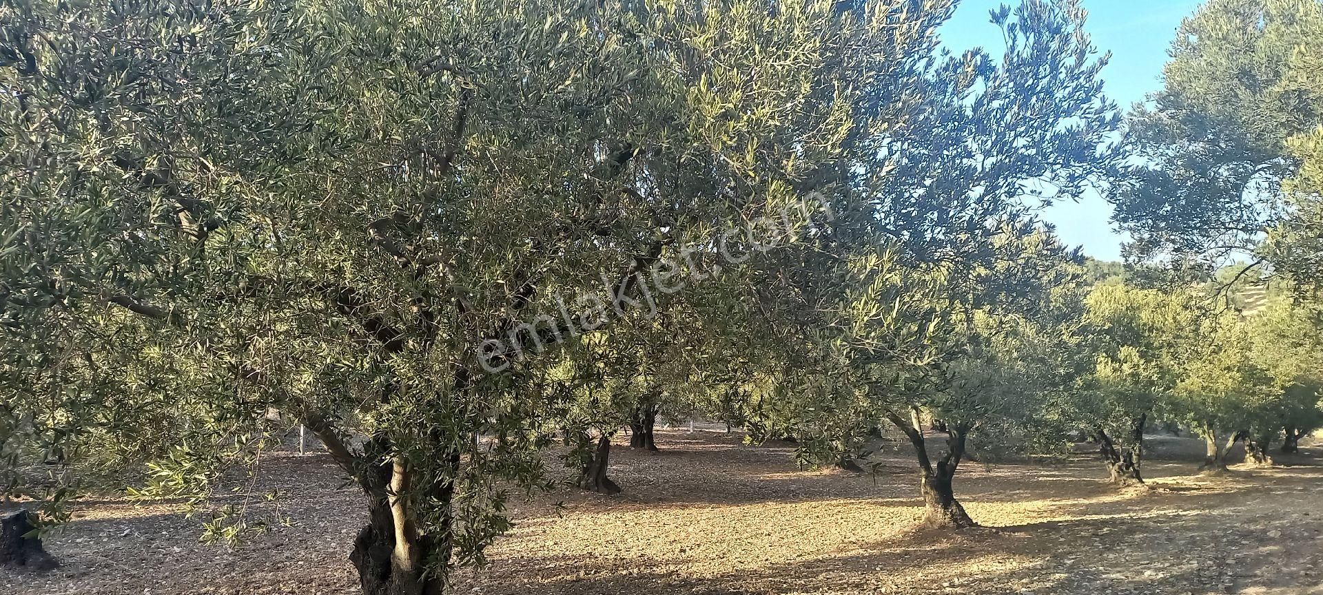 Foça Gerenköy Müstakil Tapulu Kendi Yolu Olan Zeytinlik - Görsel 2