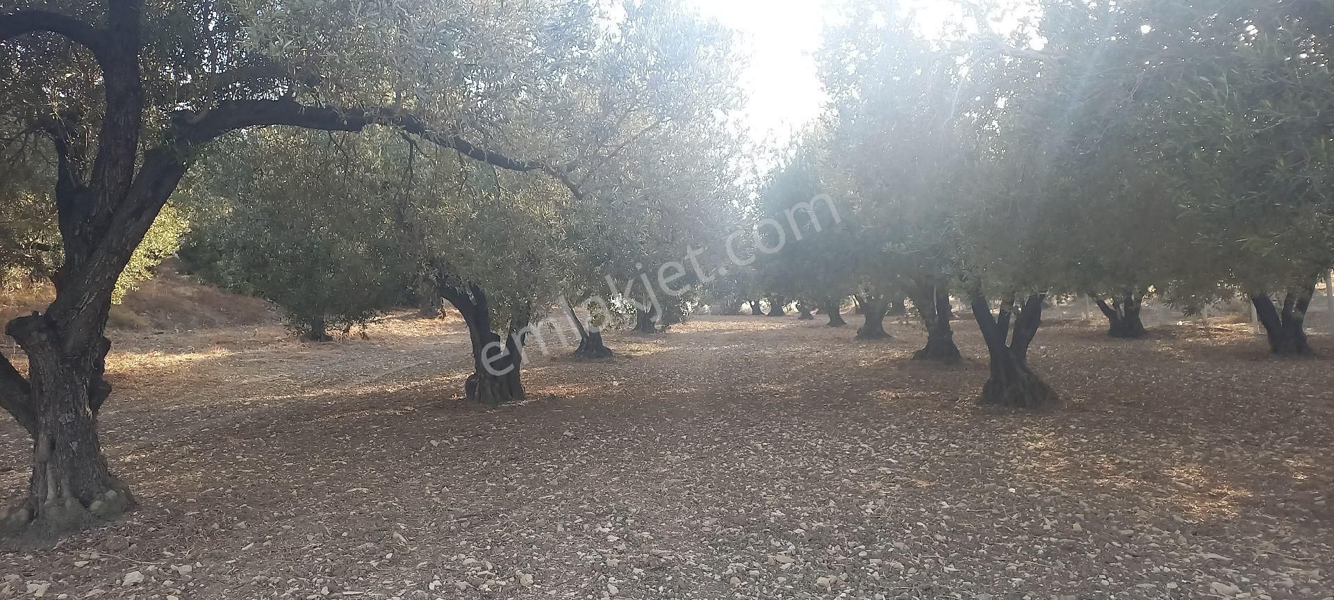 Foça Gerenköy Müstakil Tapulu Kendi Yolu Olan Zeytinlik - Görsel 14