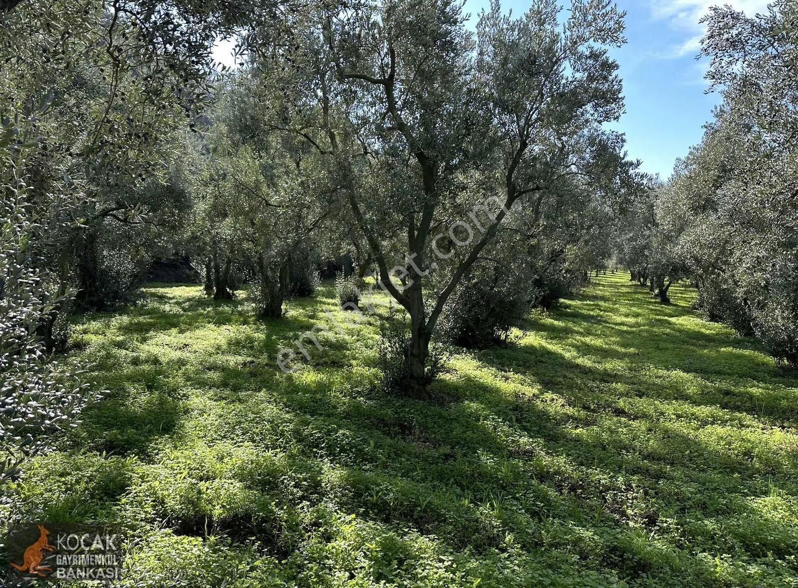 Elbeyli Mahallesinde Asfalt Cephe 1430m2 Satılık Zeytin Bahçesi - Görsel 12