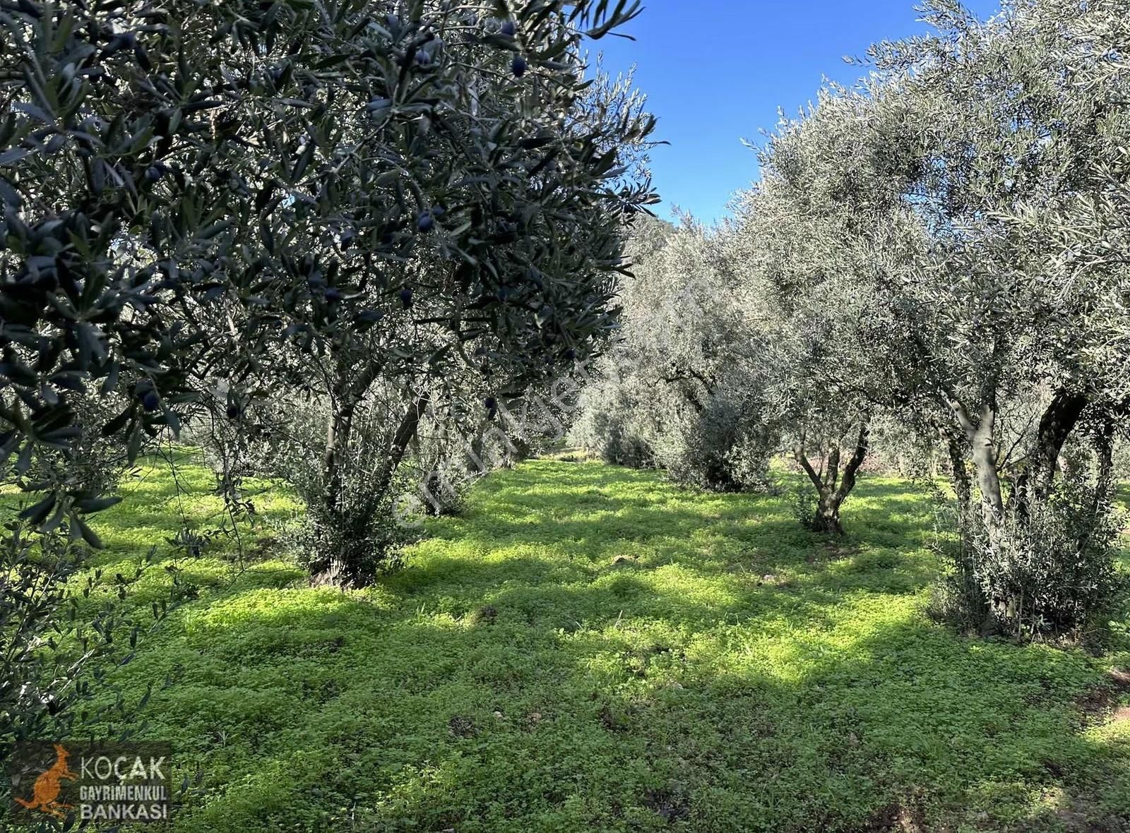 Elbeyli Mahallesinde Asfalt Cephe 1430m2 Satılık Zeytin Bahçesi - Görsel 5