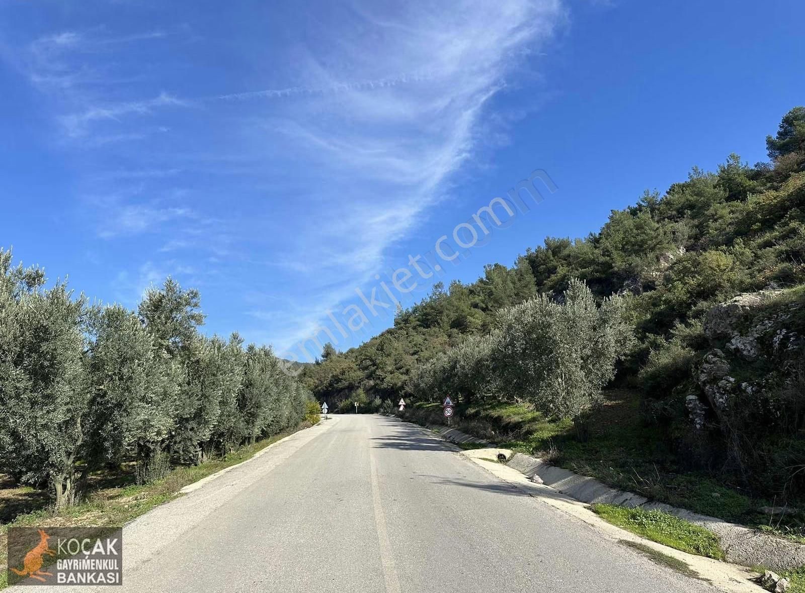 Elbeyli Mahallesinde Asfalt Cephe 1430m2 Satılık Zeytin Bahçesi