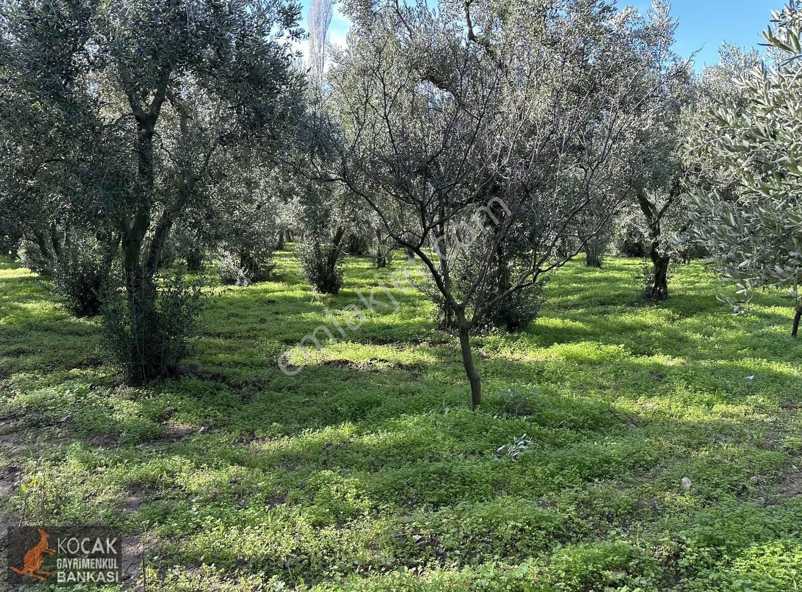 Elbeyli Mahallesinde Asfalt Cephe 1430m2 Satılık Zeytin Bahçesi - Görsel 4