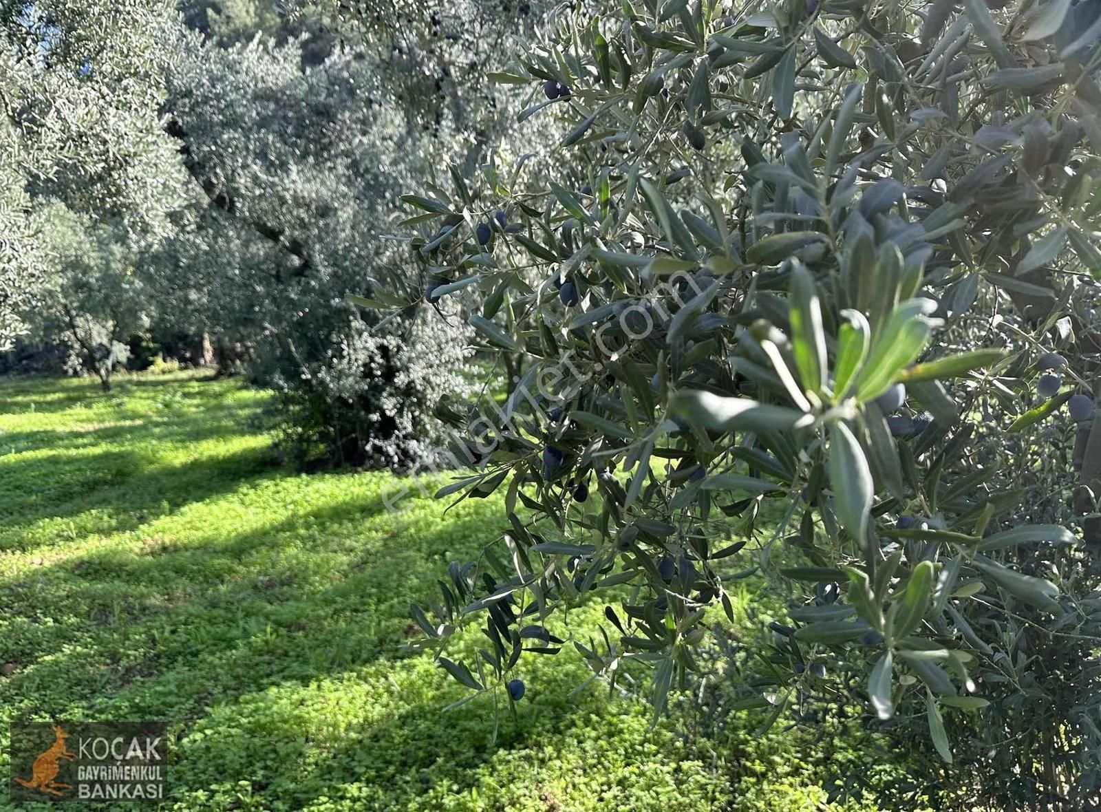 Elbeyli Mahallesinde Asfalt Cephe 1430m2 Satılık Zeytin Bahçesi - Görsel 6