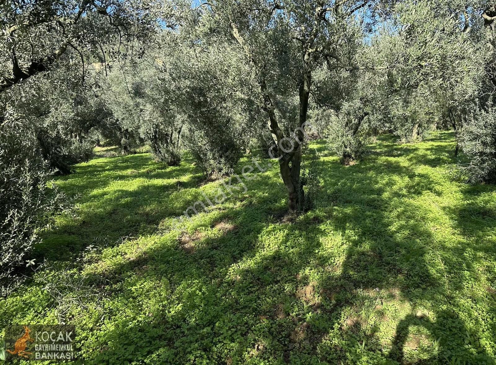 Elbeyli Mahallesinde Asfalt Cephe 1430m2 Satılık Zeytin Bahçesi - Görsel 8