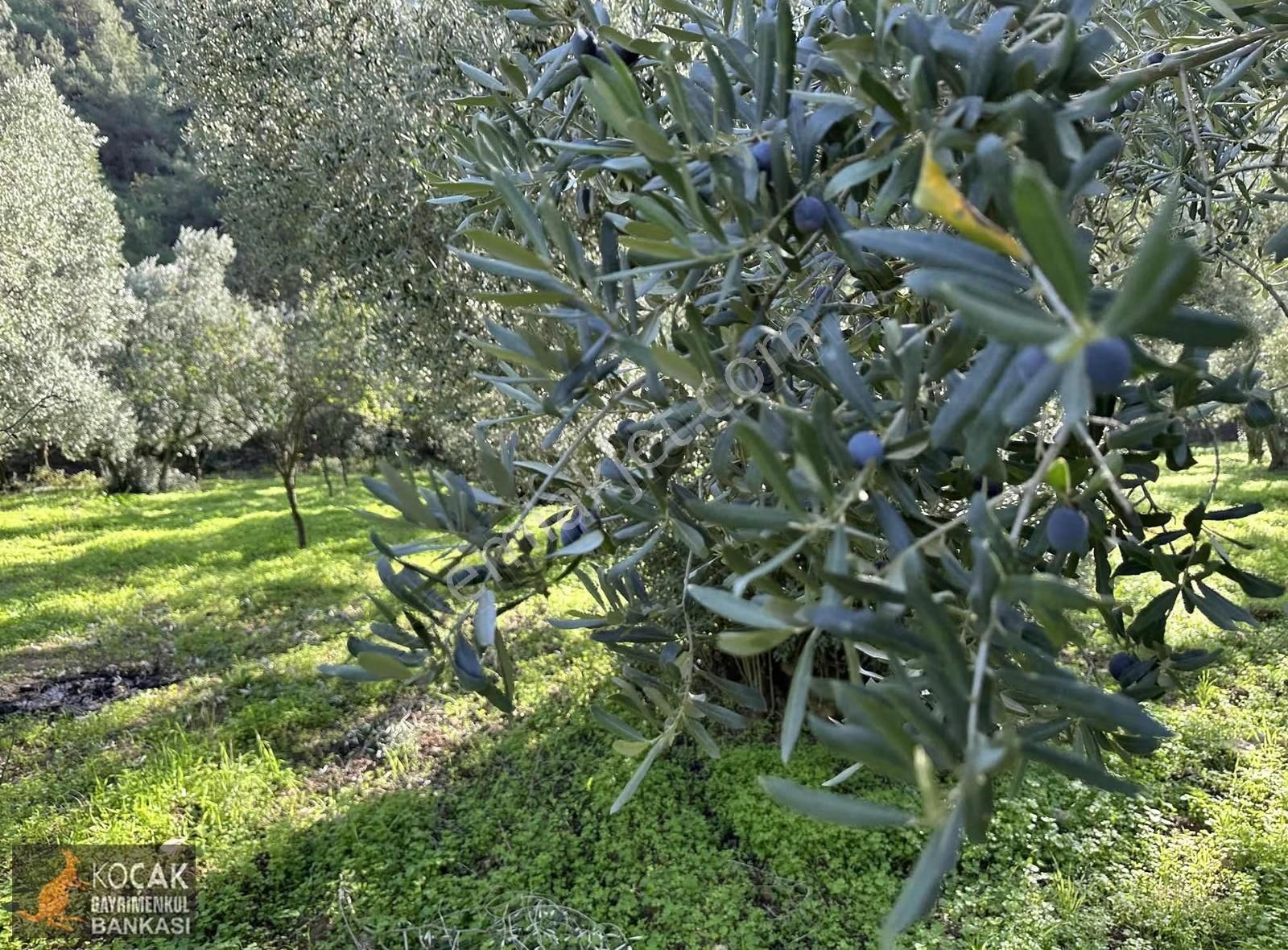 Elbeyli Mahallesinde Asfalt Cephe 1430m2 Satılık Zeytin Bahçesi - Görsel 14
