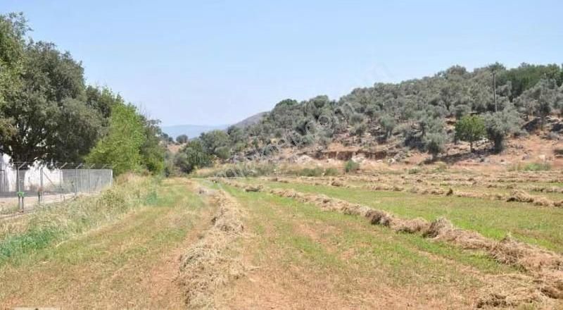 Satılık Zeytinli Tarla - Görsel 2