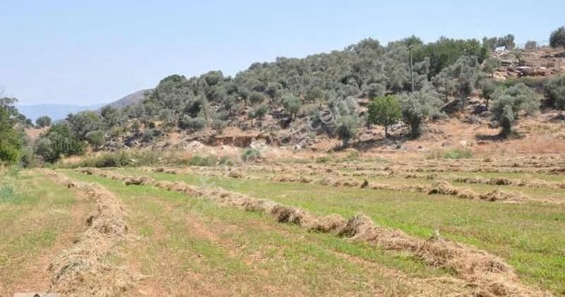 Satılık Zeytinli Tarla