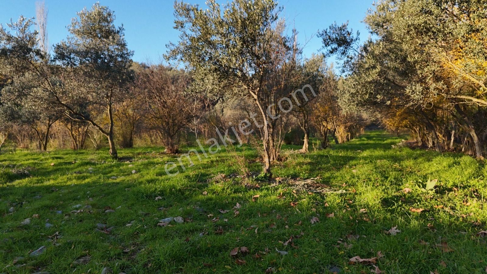 Golden Globy, Havran İnönü'de Satılık 5,5 Dönüm Bahçe - Görsel 24