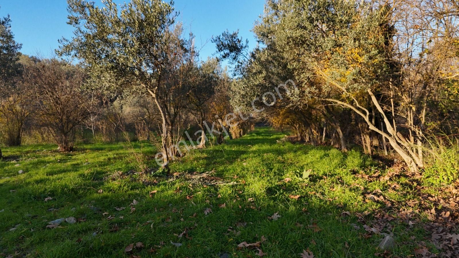 Golden Globy, Havran İnönü'de Satılık 5,5 Dönüm Bahçe - Görsel 27