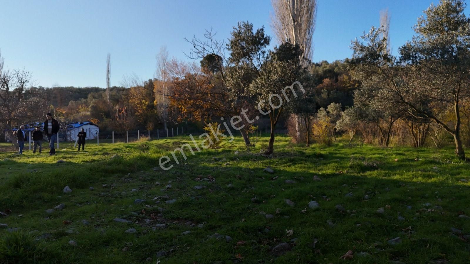 Golden Globy, Havran İnönü'de Satılık 5,5 Dönüm Bahçe - Görsel 26