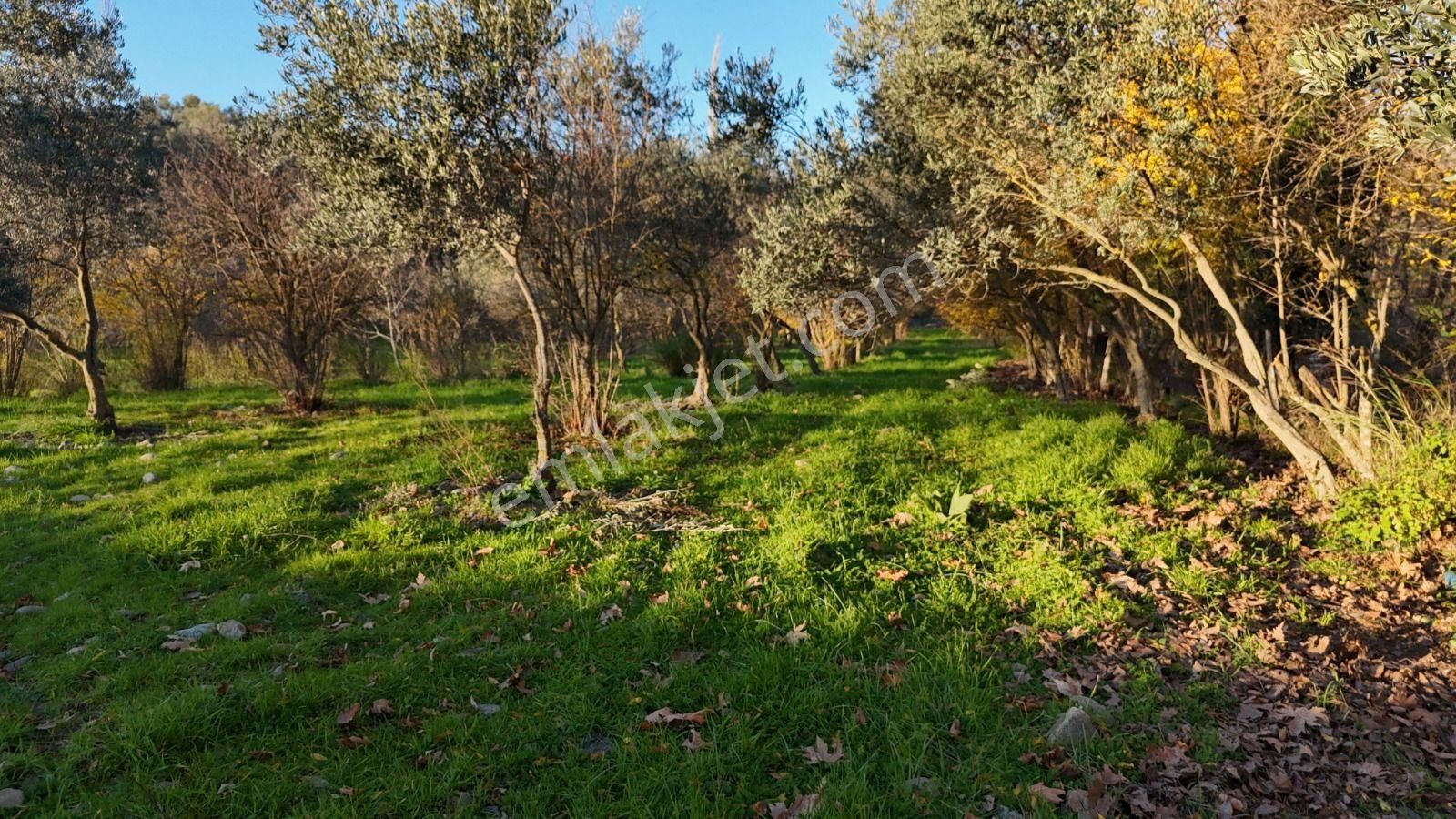 Golden Globy, Havran İnönü'de Satılık 5,5 Dönüm Bahçe - Görsel 21