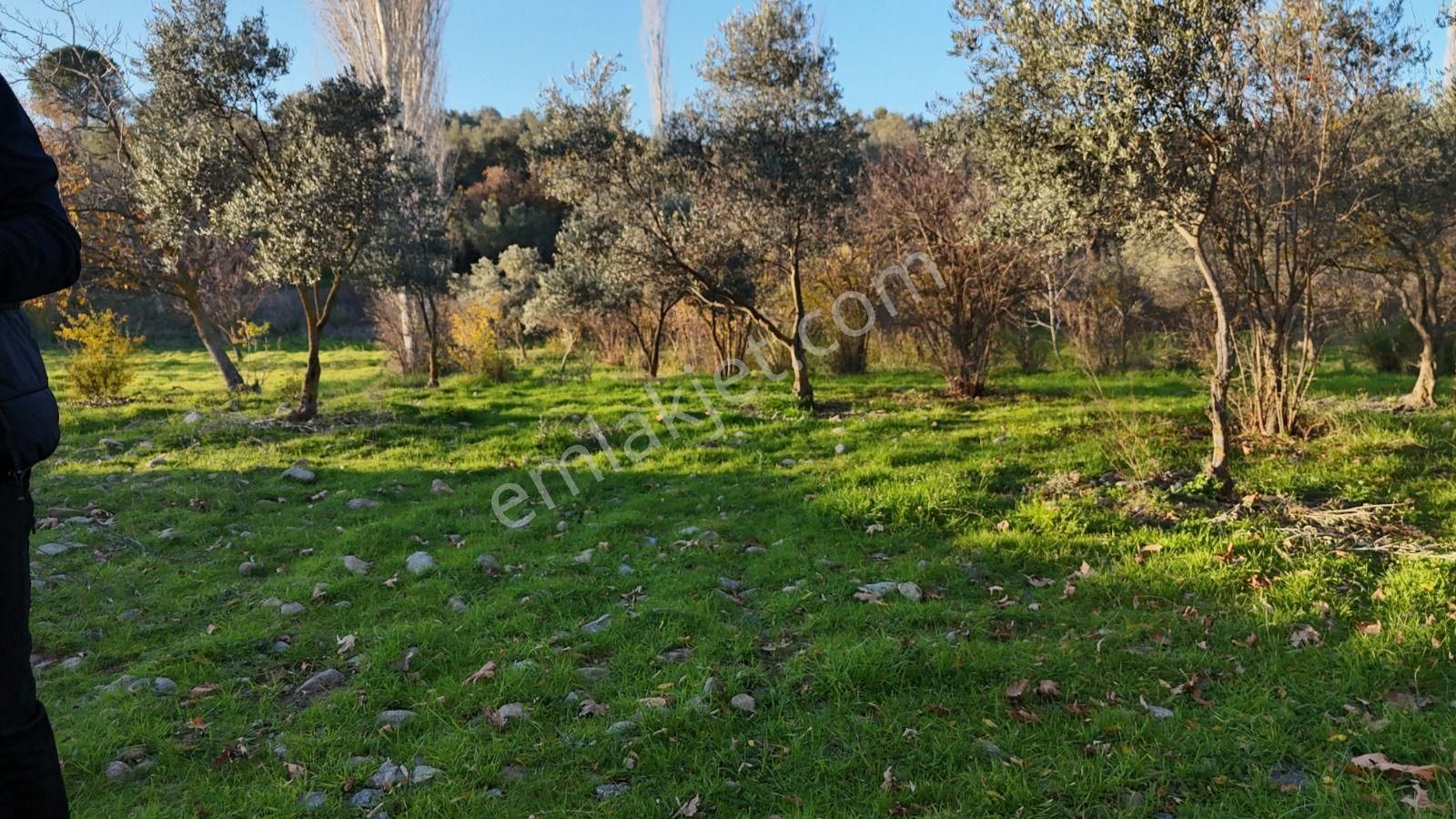 Golden Globy, Havran İnönü'de Satılık 5,5 Dönüm Bahçe - Görsel 25