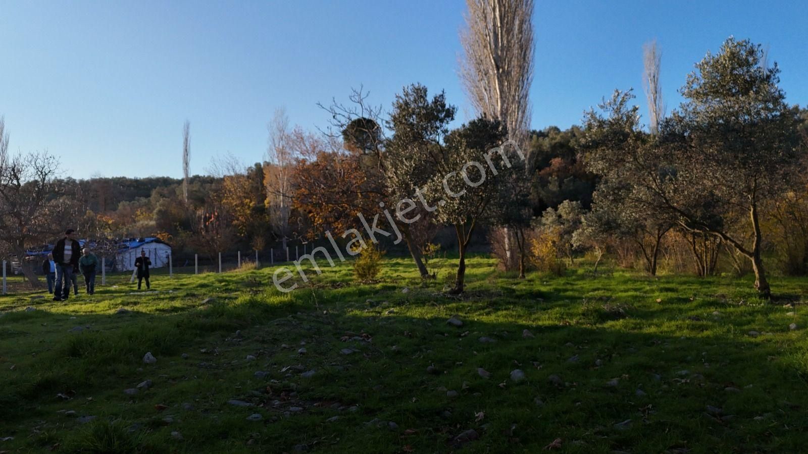 Golden Globy, Havran İnönü'de Satılık 5,5 Dönüm Bahçe - Görsel 22