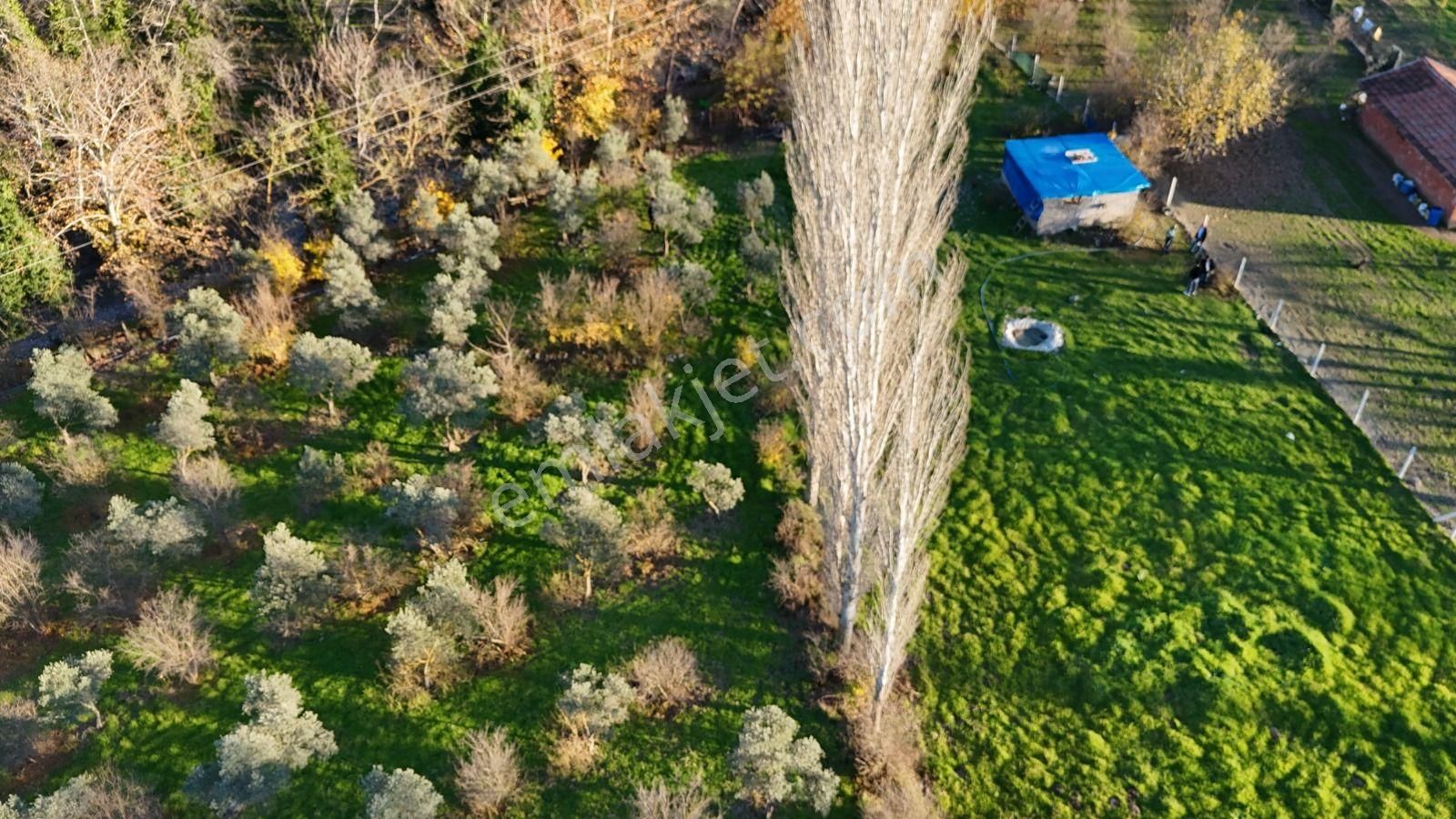 Golden Globy, Havran İnönü'de Satılık 5,5 Dönüm Bahçe - Görsel 13