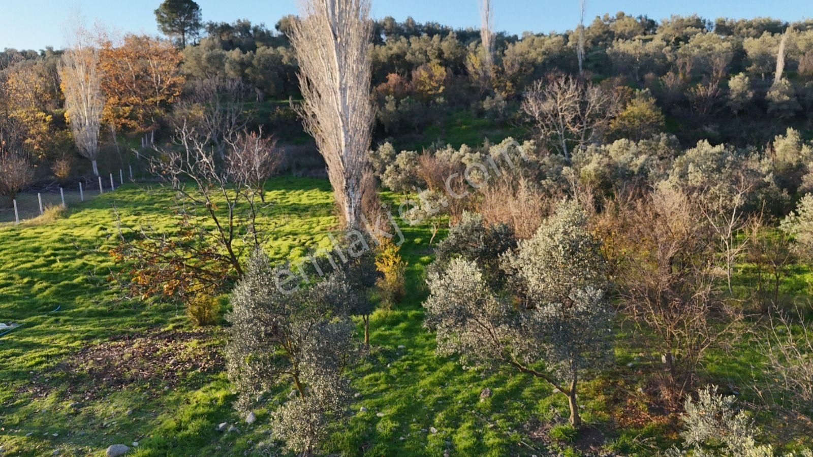 Golden Globy, Havran İnönü'de Satılık 5,5 Dönüm Bahçe - Görsel 23