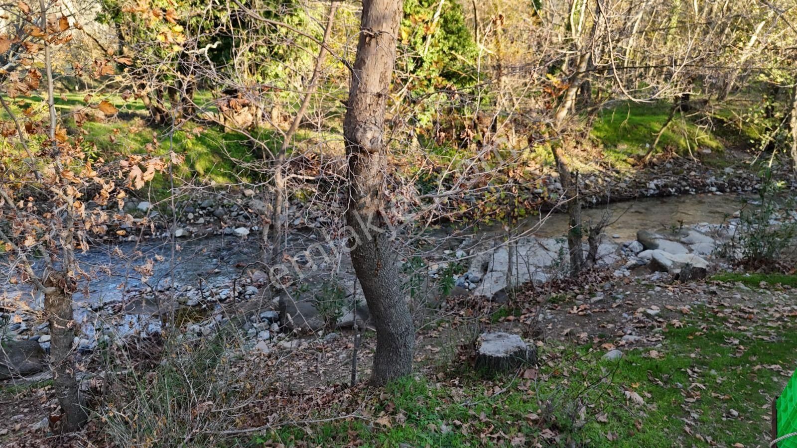 Golden Globy, Havran İnönü'de Satılık 5,5 Dönüm Bahçe - Görsel 4