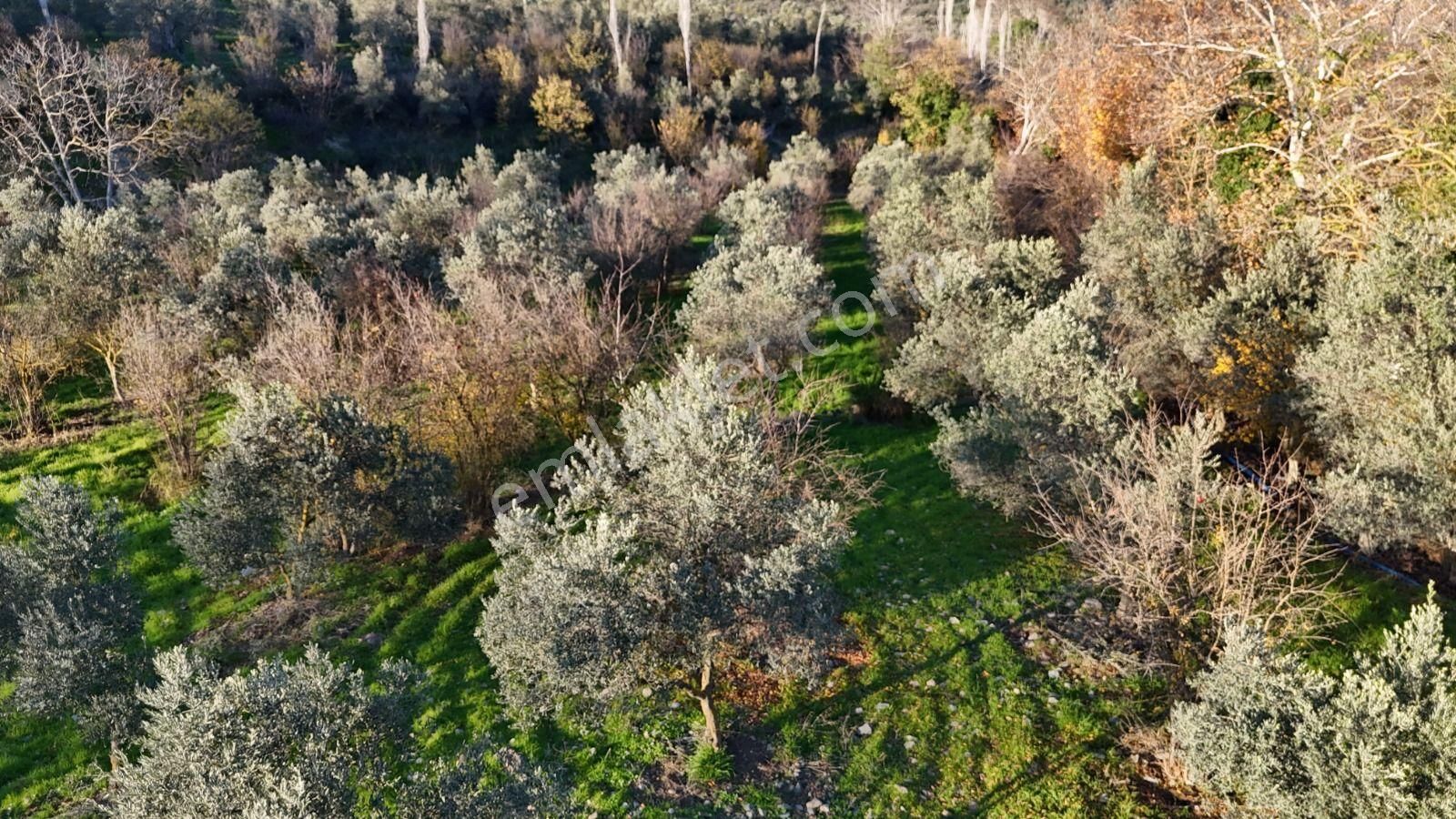 Golden Globy, Havran İnönü'de Satılık 5,5 Dönüm Bahçe - Görsel 28