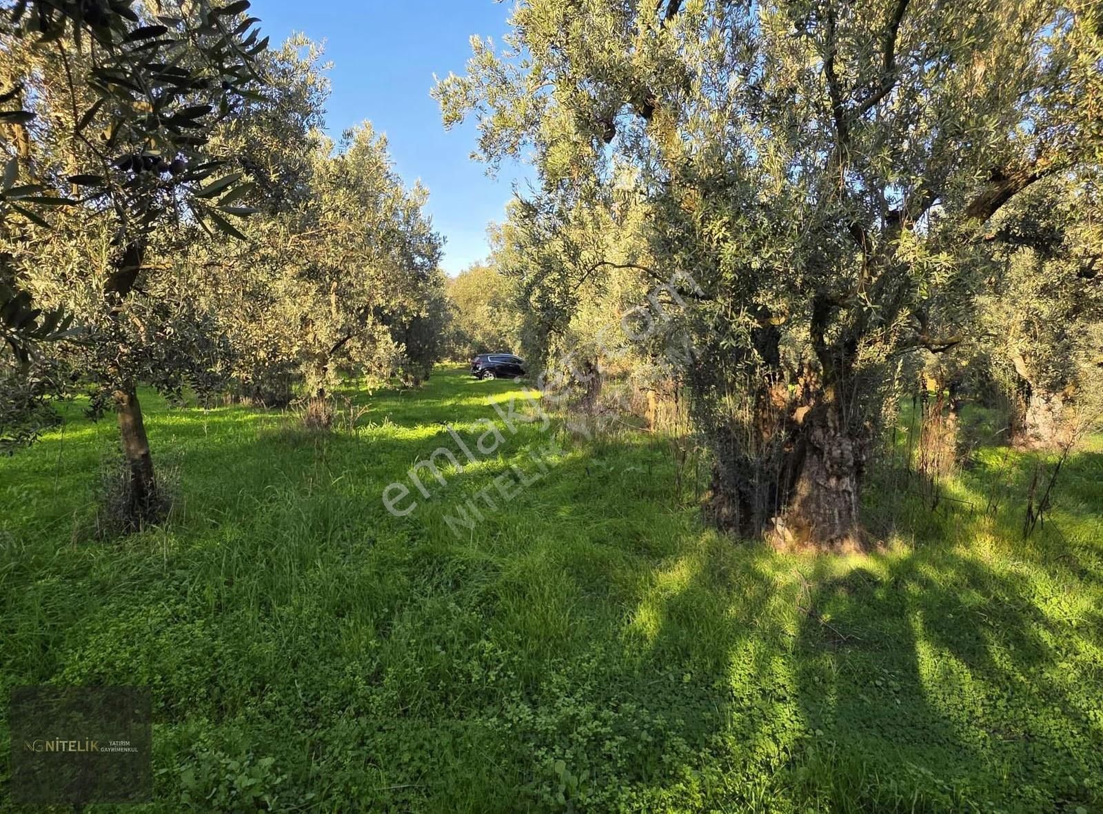 Orhangazi Çakırlıda 800m Tarla - Görsel 3