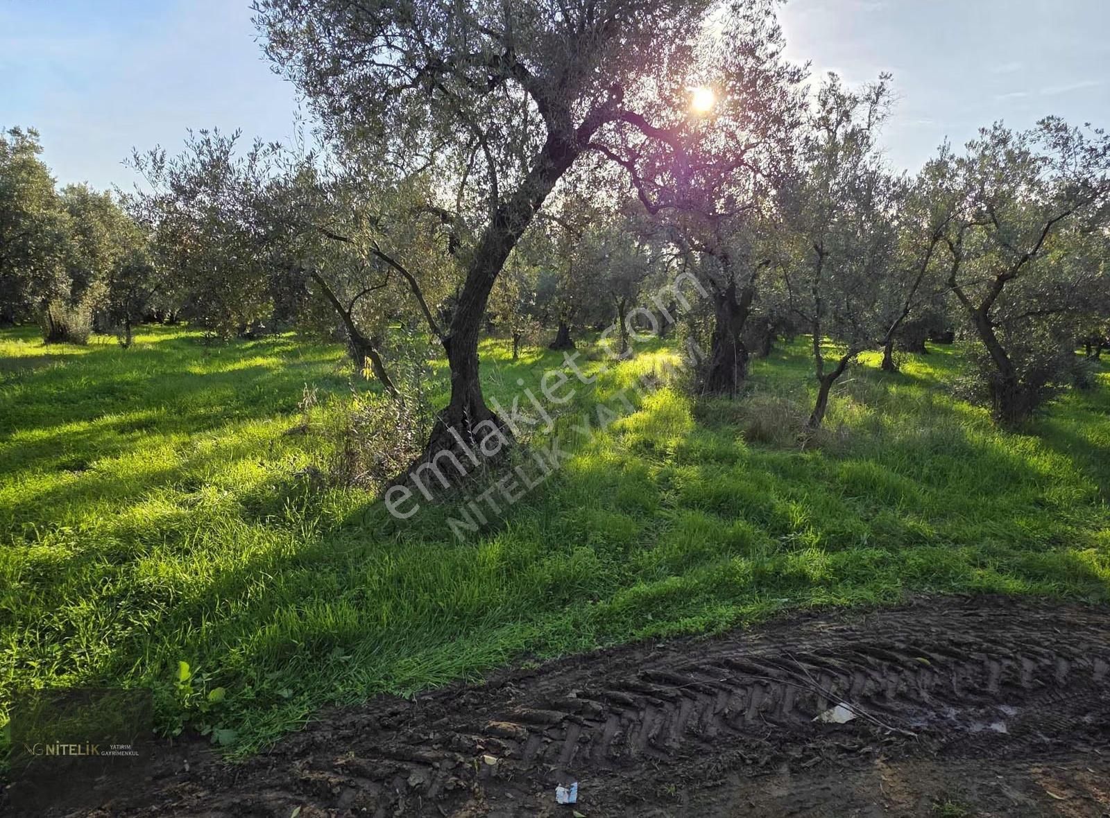 Orhangazi Çakırlıda 800m Tarla - Görsel 9