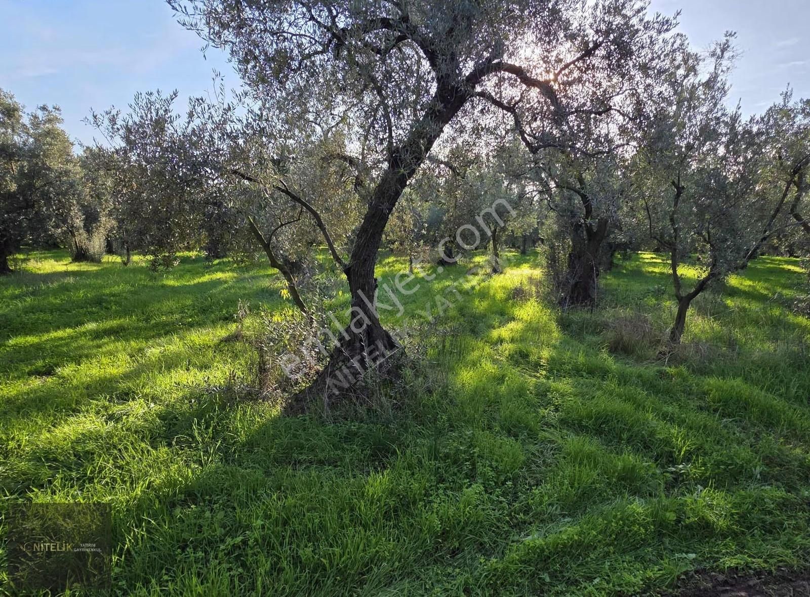 Orhangazi Çakırlıda 800m Tarla - Görsel 7