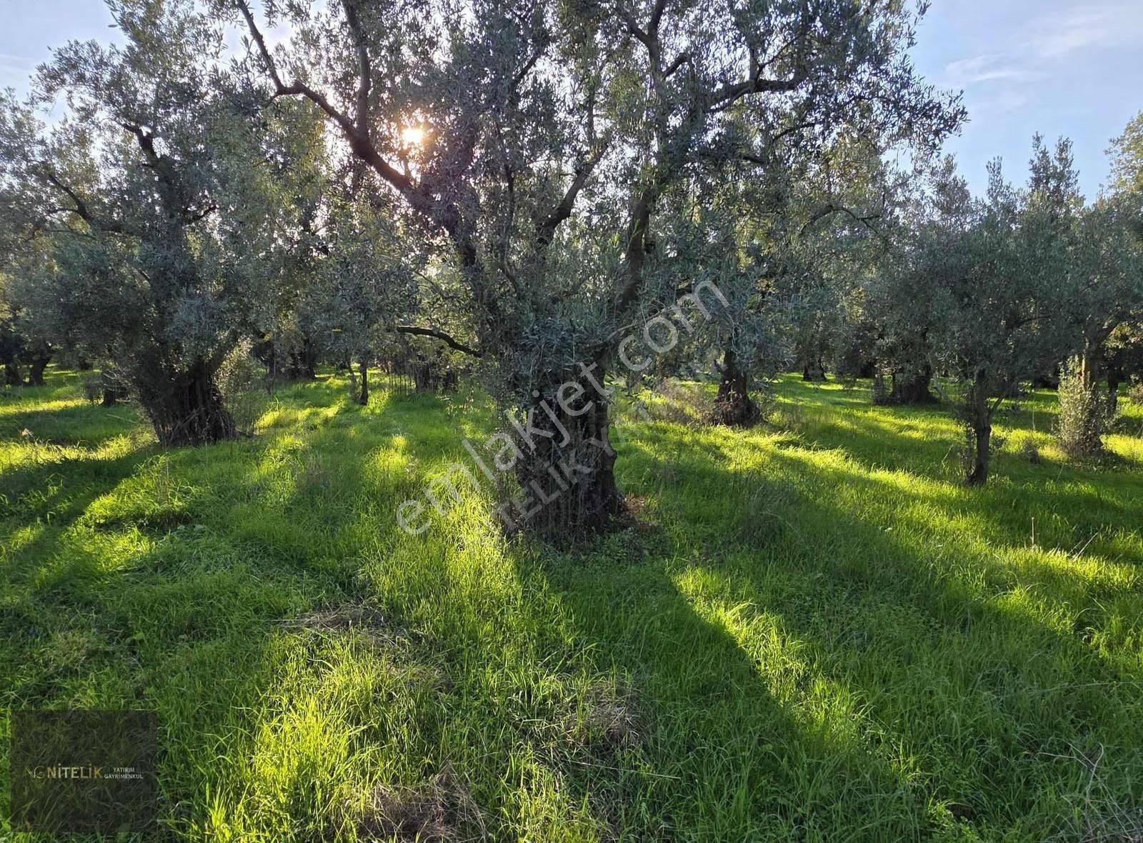 Orhangazi Çakırlıda 800m Tarla - Görsel 5
