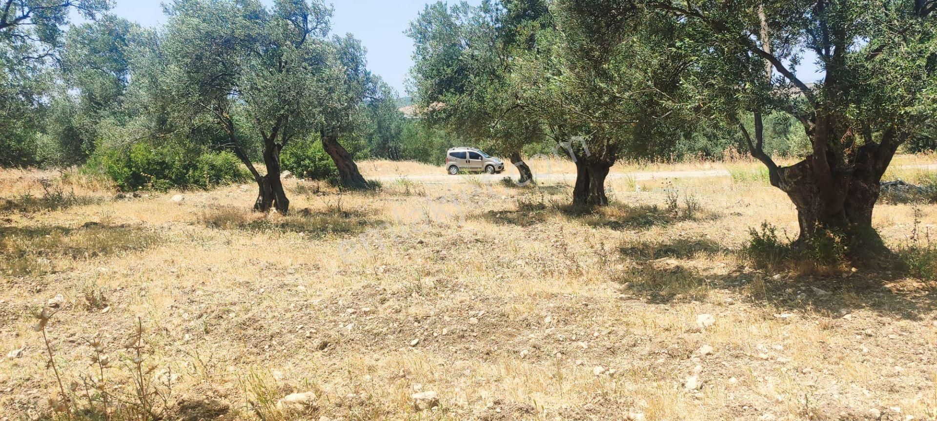🫒 Ayvalık / Gazikemalpaşa – 6.478 M² Tapulu Zeytinlik | Satılık Yatırım Fırsatı - Görsel 4