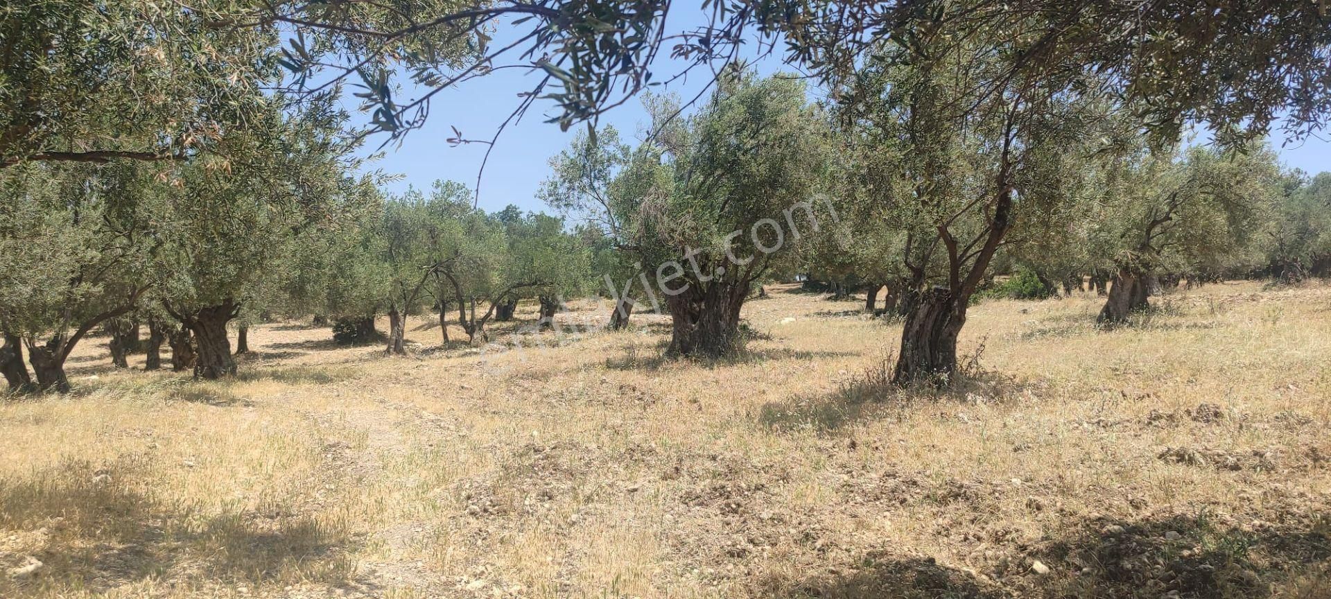🫒 Ayvalık / Gazikemalpaşa – 6.478 M² Tapulu Zeytinlik | Satılık Yatırım Fırsatı - Görsel 12